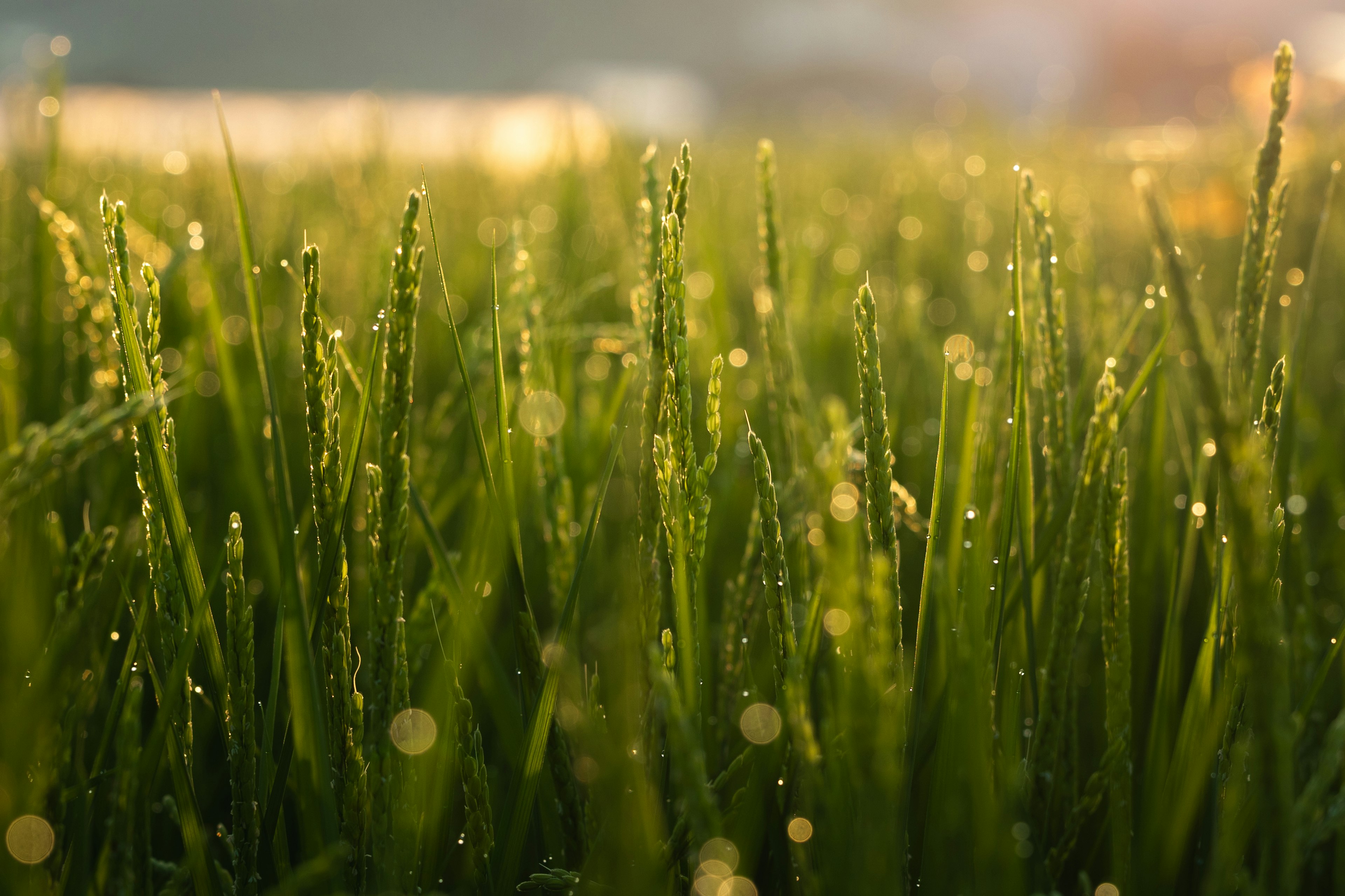 Primer plano de un campo de hierba verde con rocío matutino