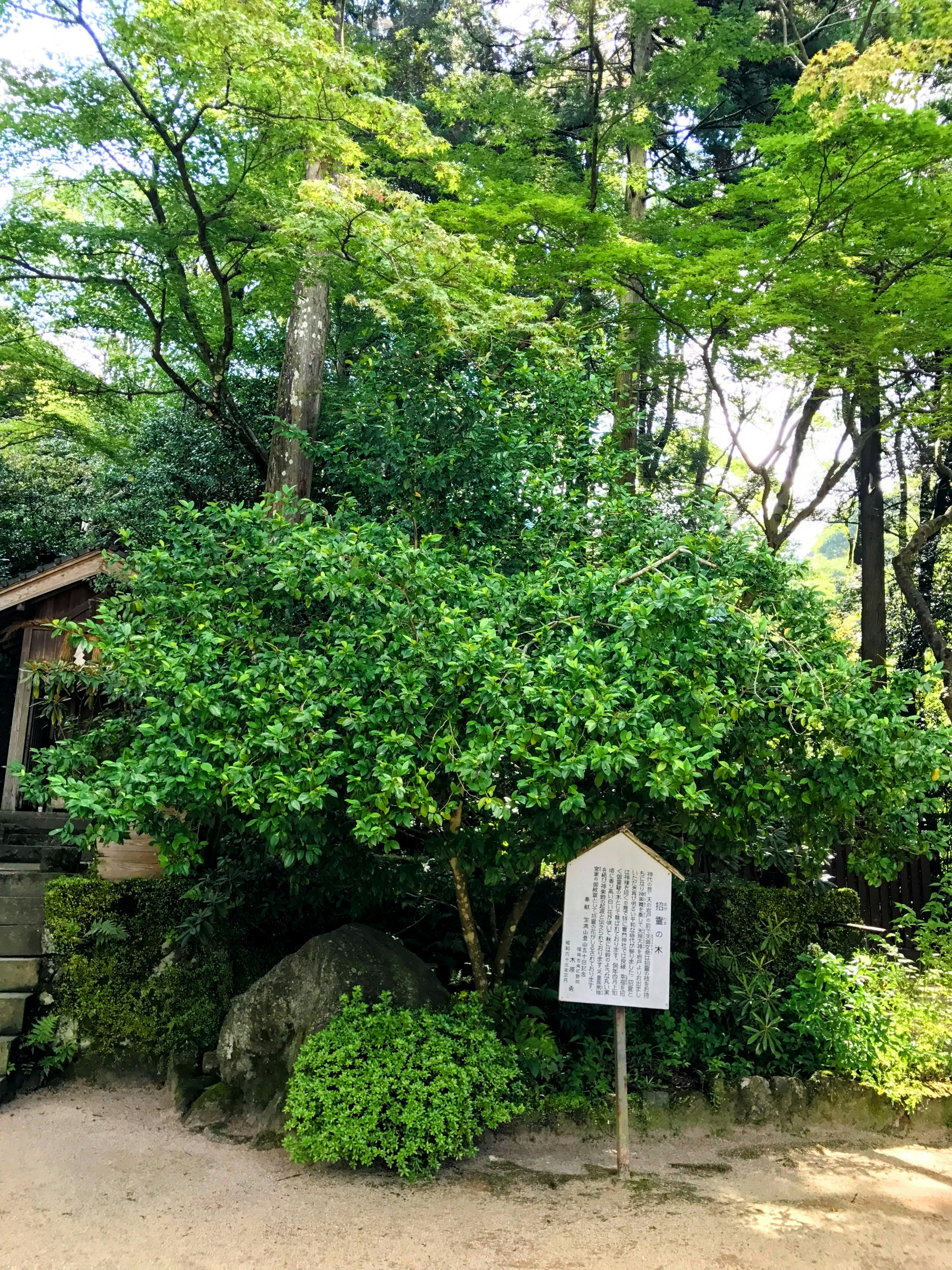 A white sign next to rocks surrounded by lush green trees and plants