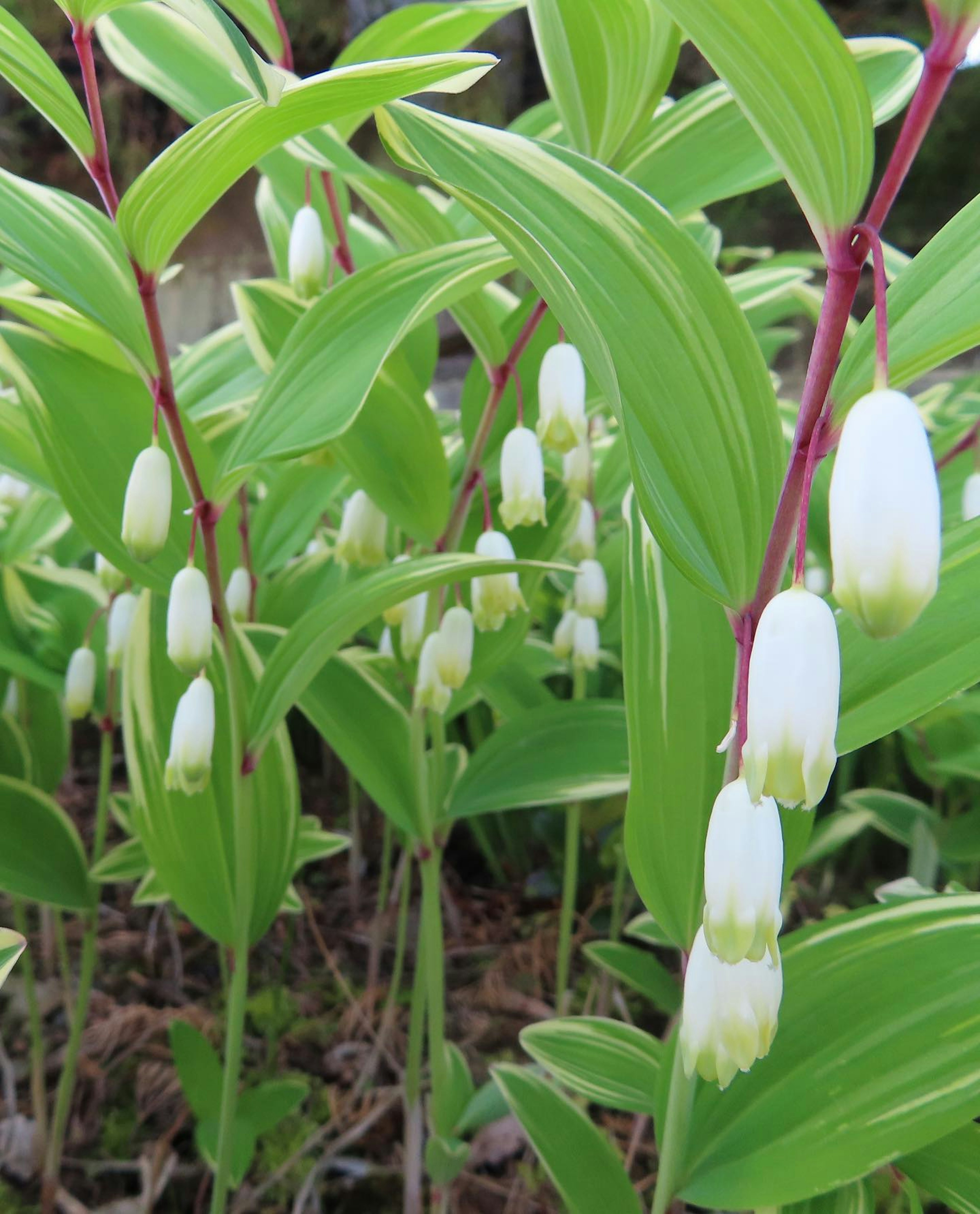 Massa di foglie verdi con fiori bianchi a forma di campana