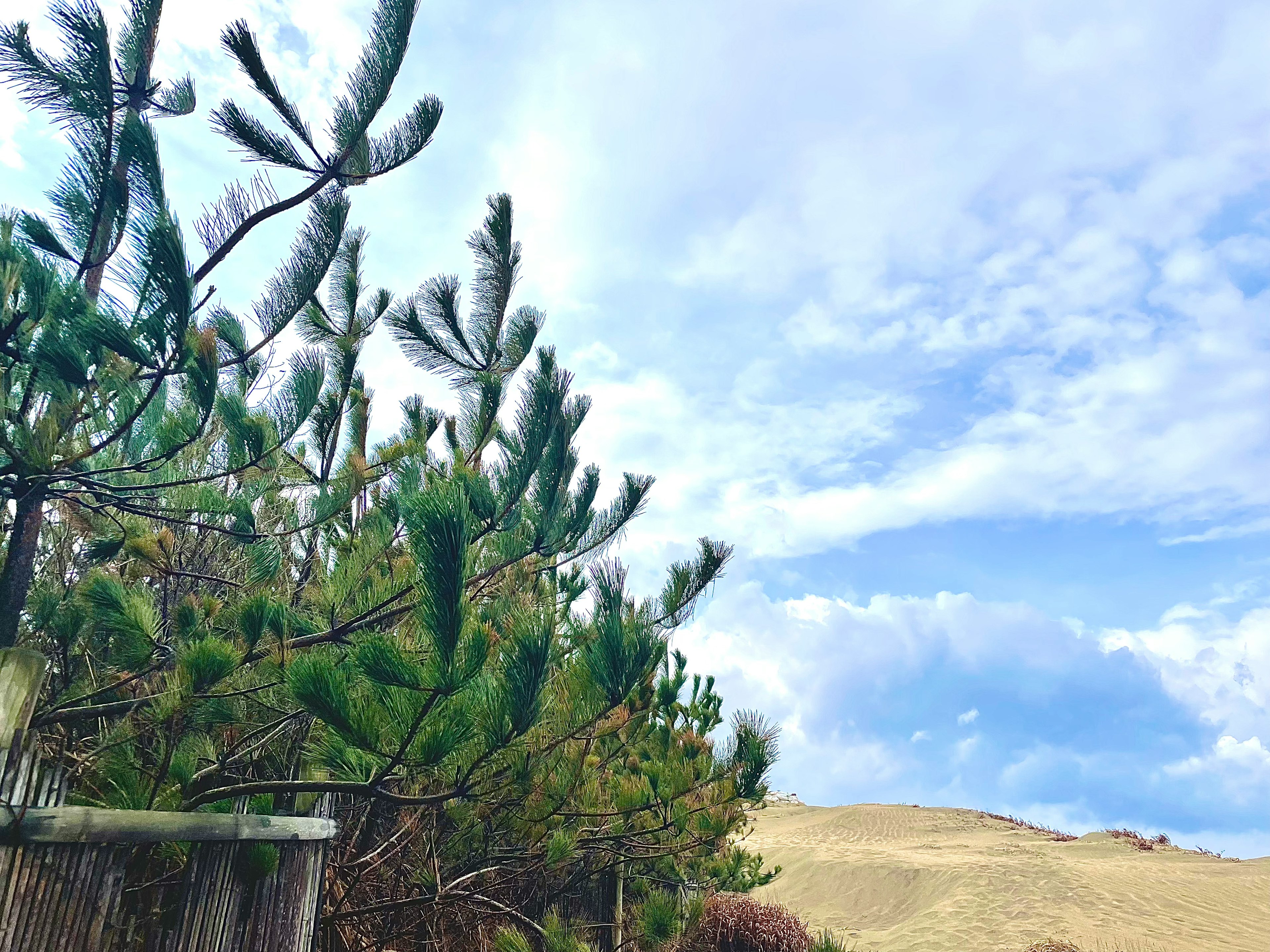 Árboles verdes bajo un cielo azul con colinas distantes