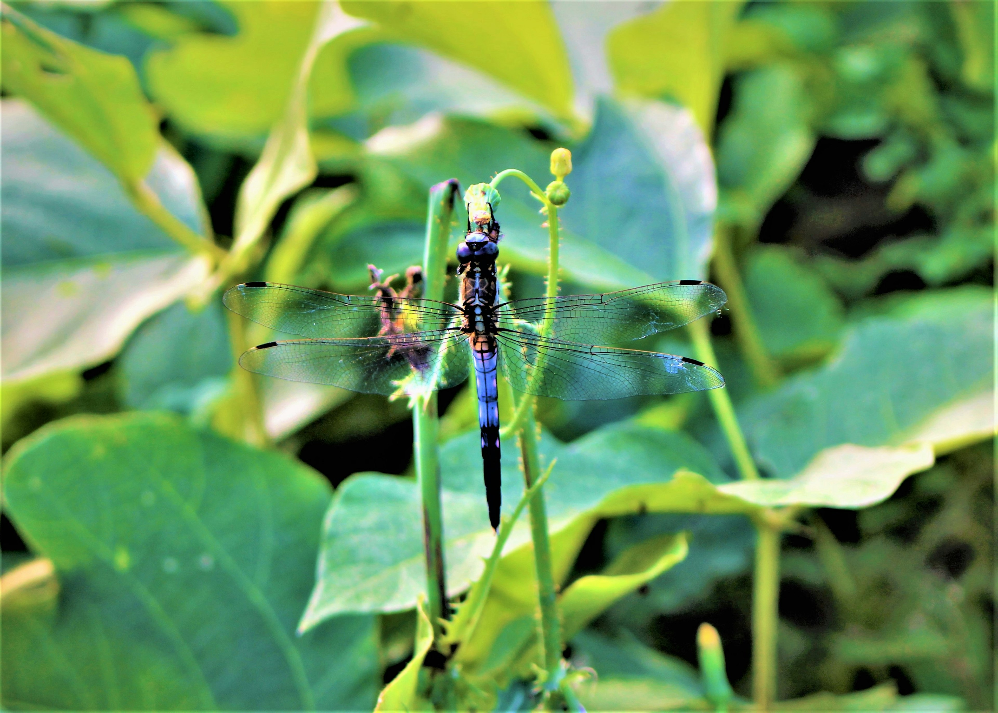 Libellule bleue perchée sur des feuilles vertes