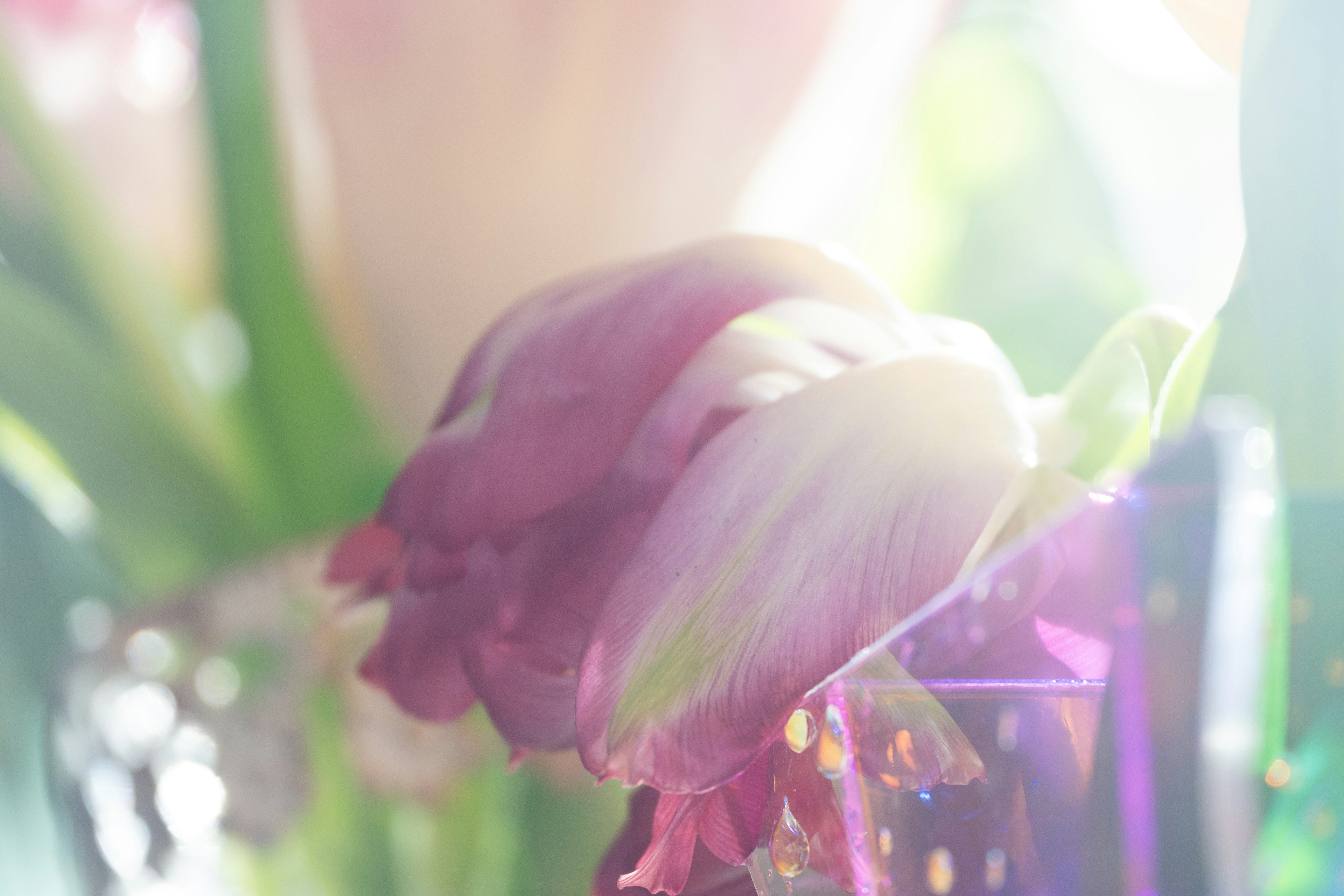 Flores de tulipanes de colores suaves en un jarrón de vidrio transparente