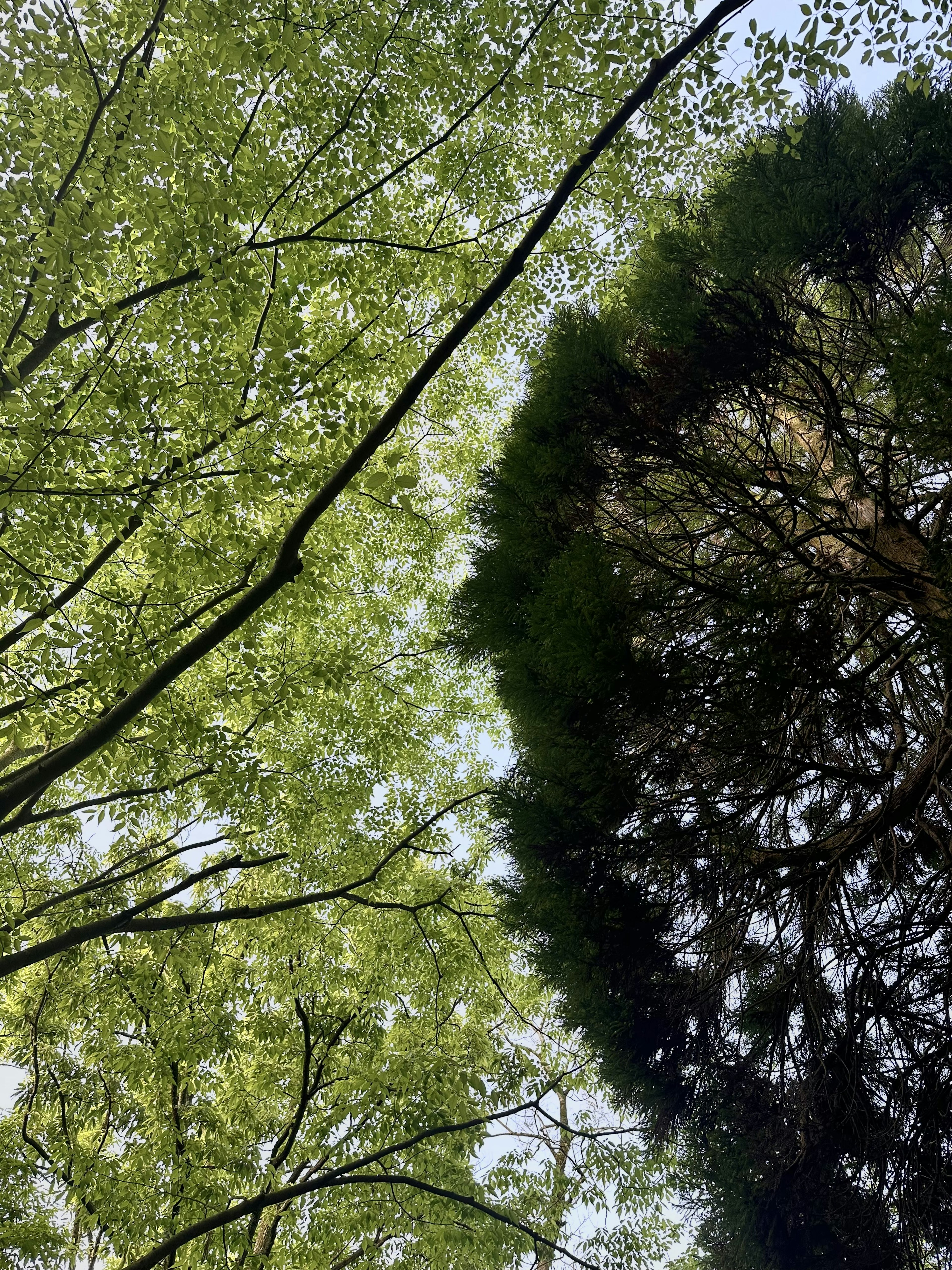 View looking up at green leaves and trees