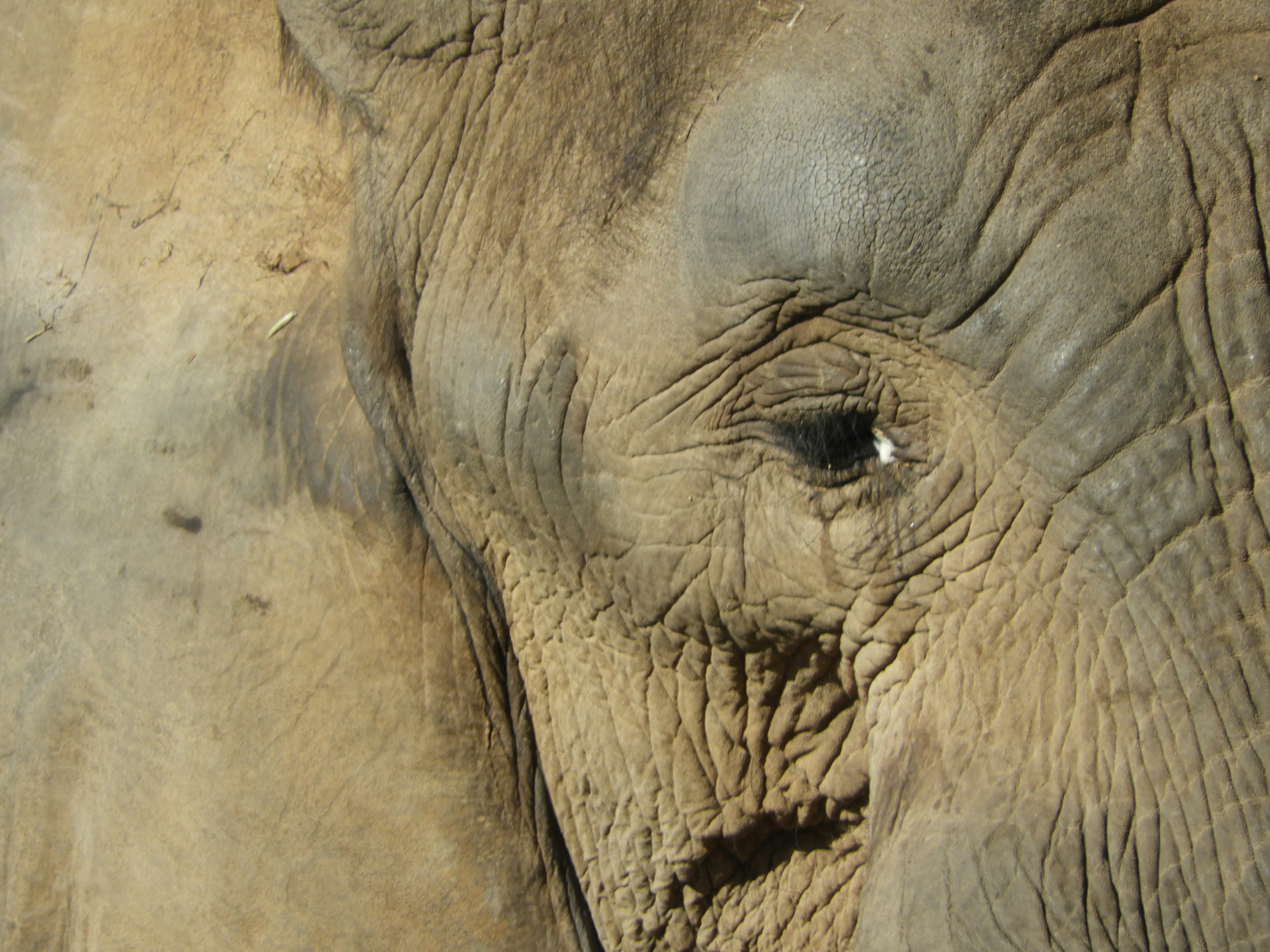 Close-up of an elephant's eye and skin texture