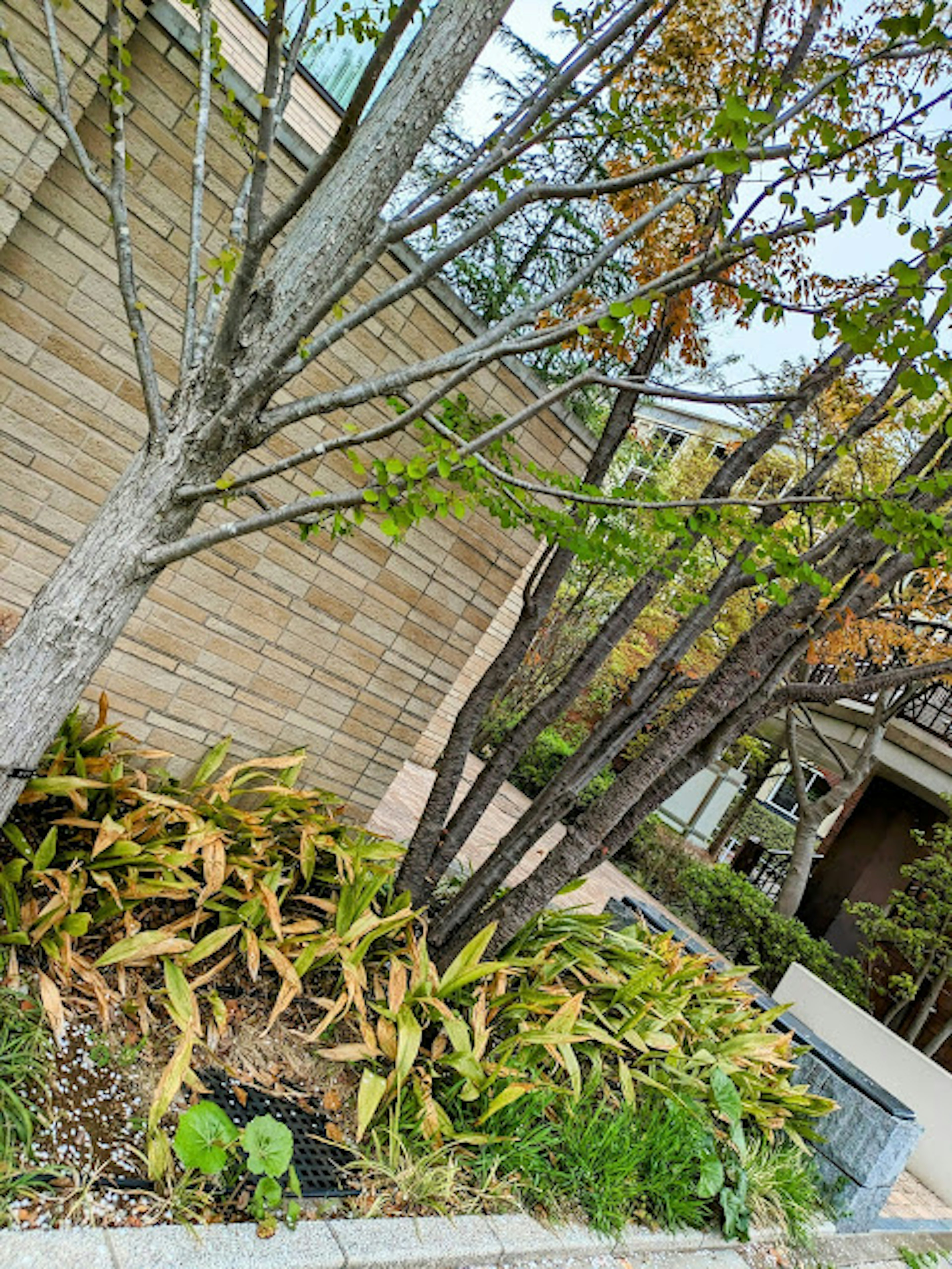 Combination of trees and green plants against a building's wall