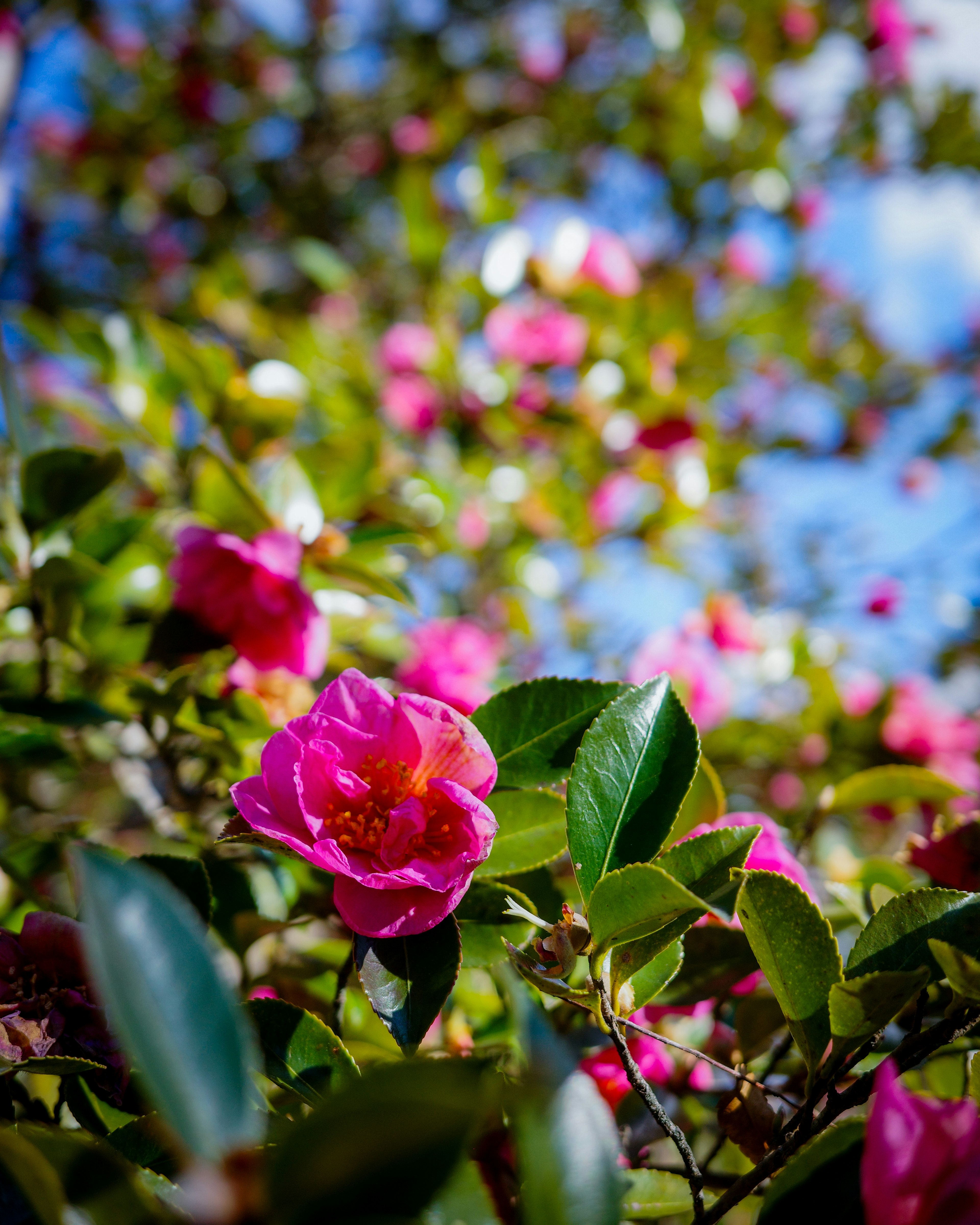 鮮やかなピンクの椿の花が青い空の下で咲いている