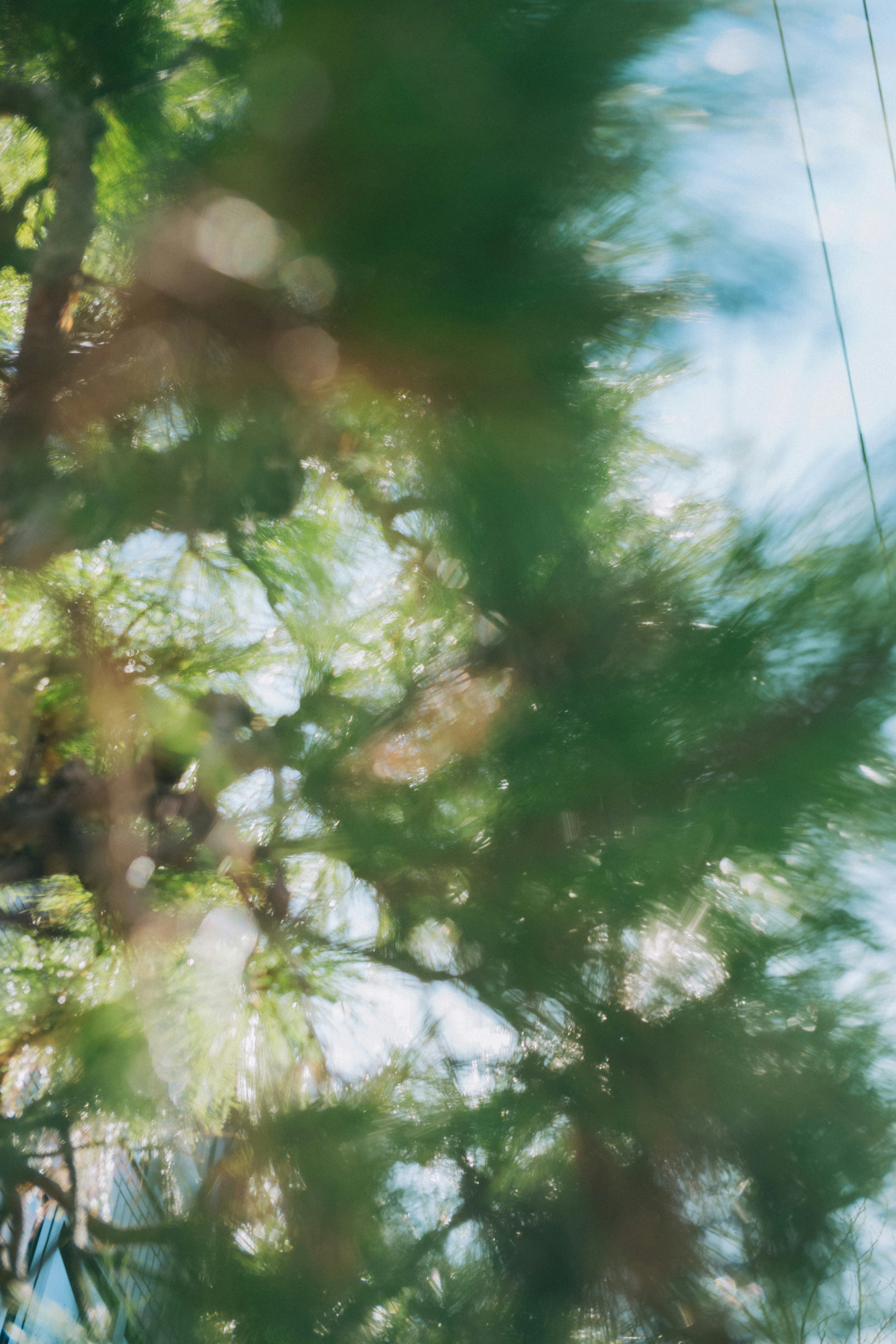 Blurred view of green leaves and blue sky