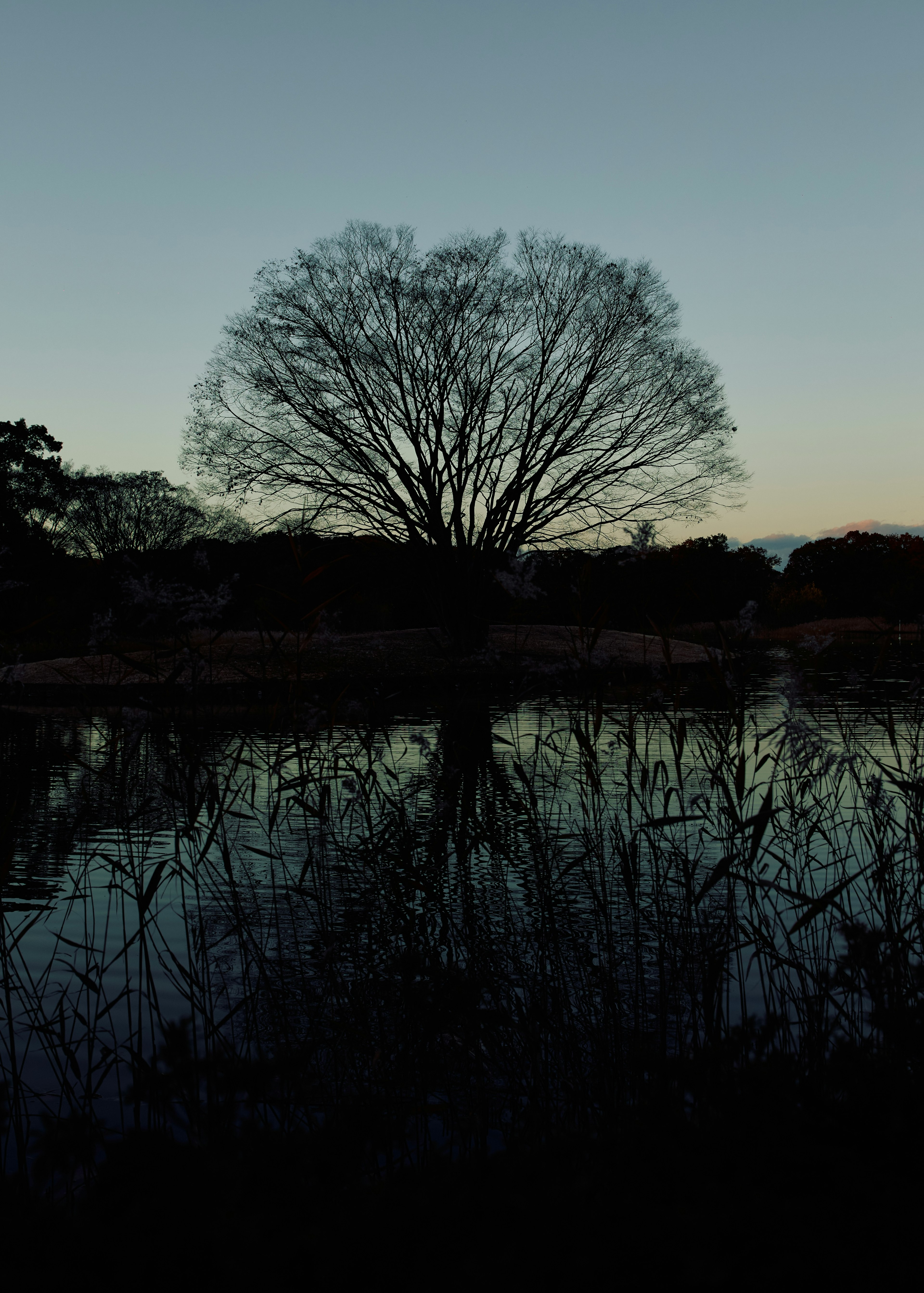 Silhouette eines großen Baumes, der sich auf einer ruhigen Wasseroberfläche mit einem Farbverlauf des Nachthimmels spiegelt