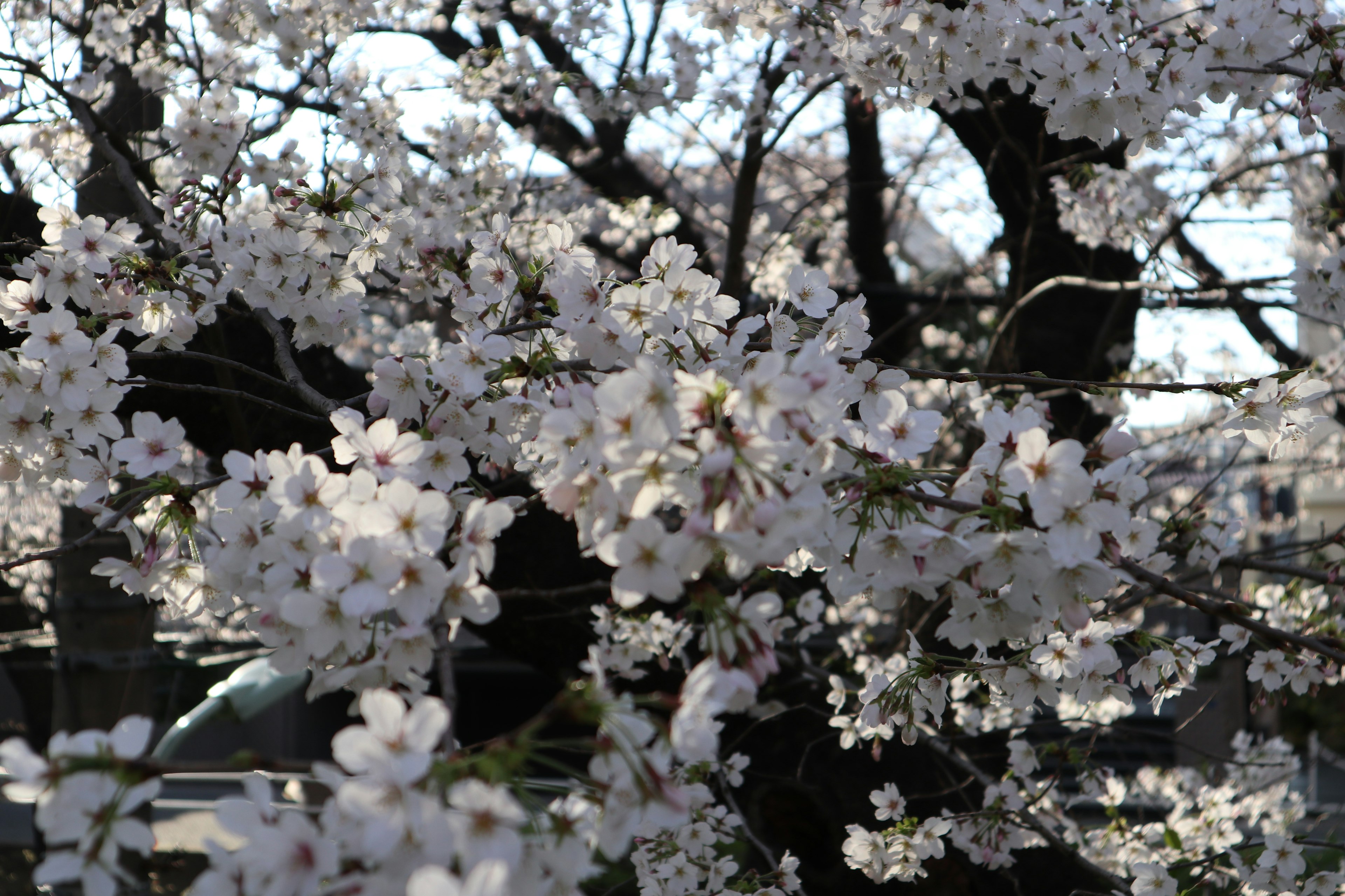 Beautiful view of cherry blossoms in full bloom