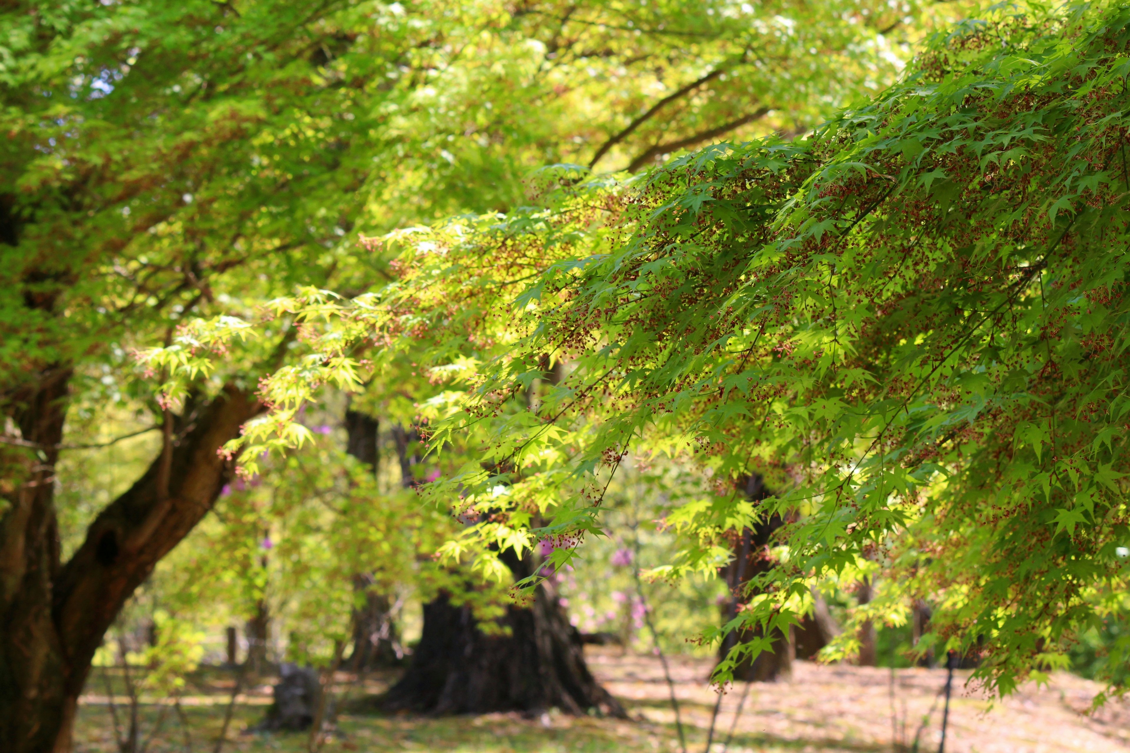 Lush green trees with vibrant foliage in a natural setting