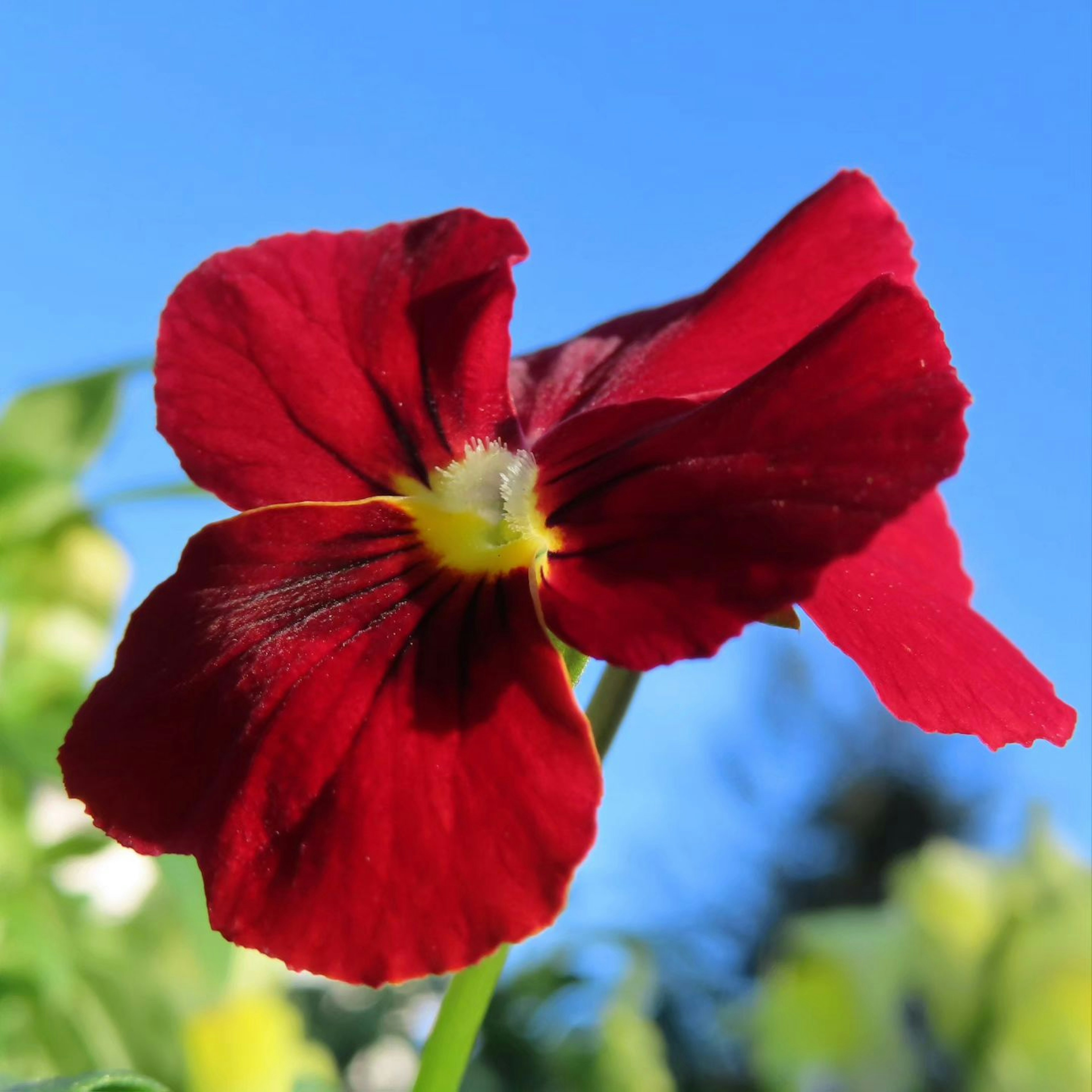 Vibrant red pansy flower blooming under a blue sky