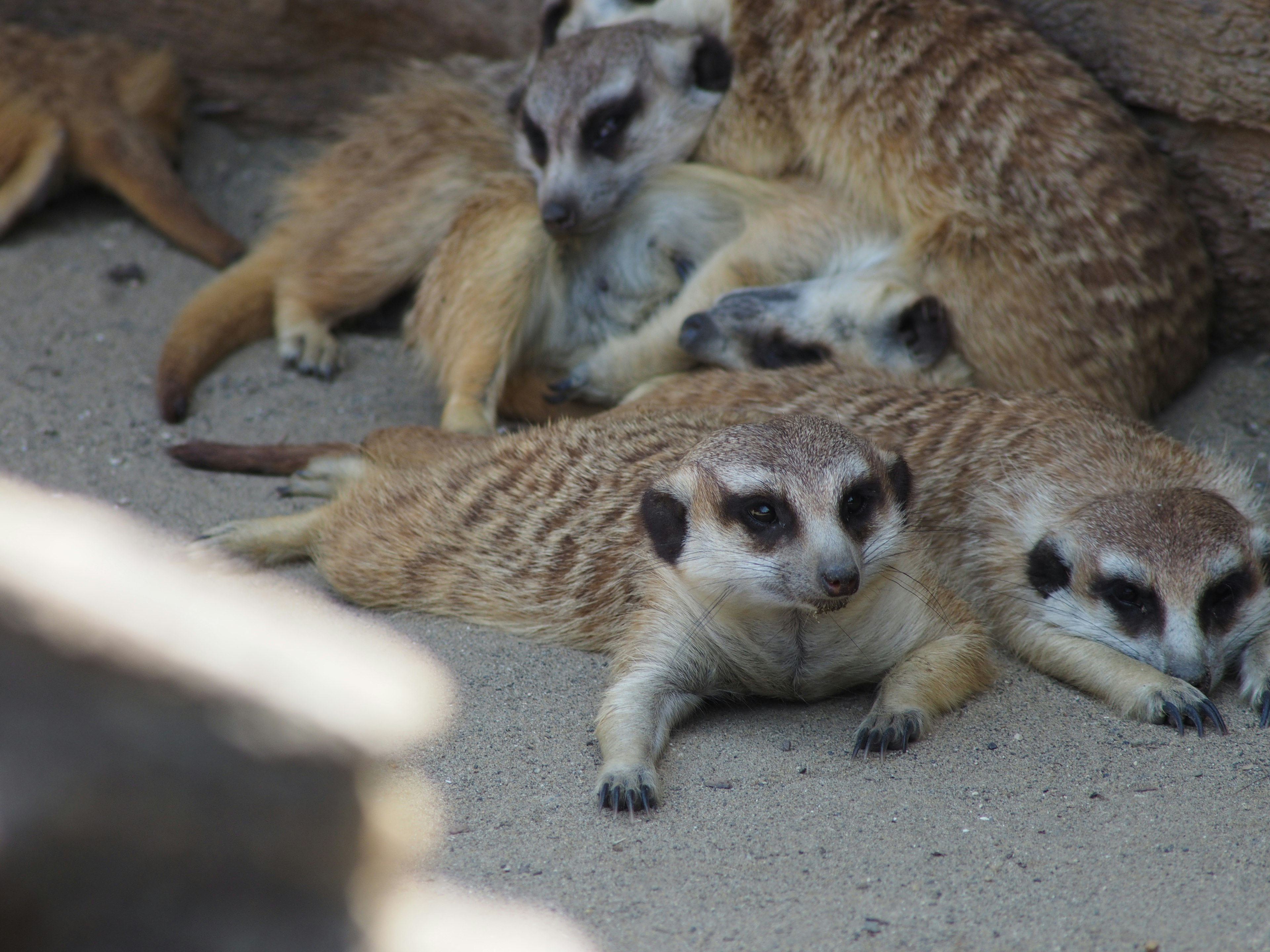 Eine Gruppe von Erdmännchen, die sich im Sand ausruhen