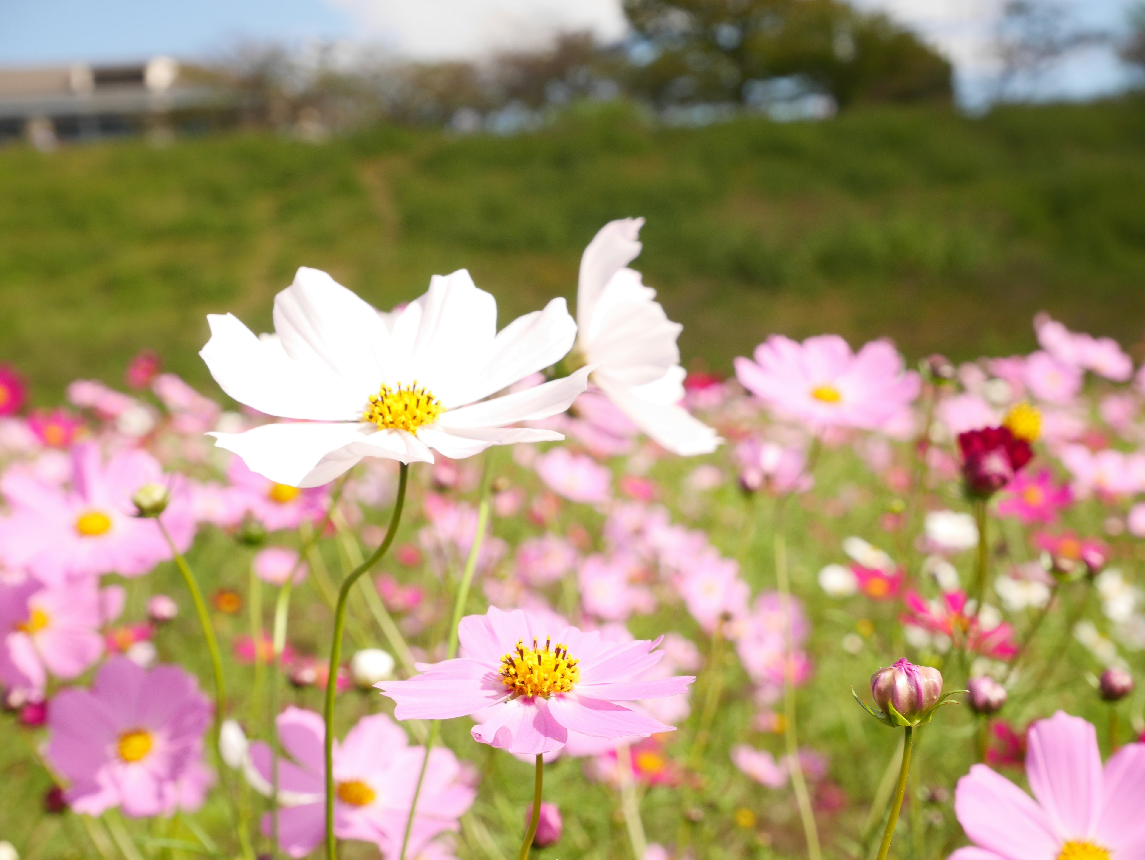 Champ de fleurs de cosmos blanches et roses en fleurs