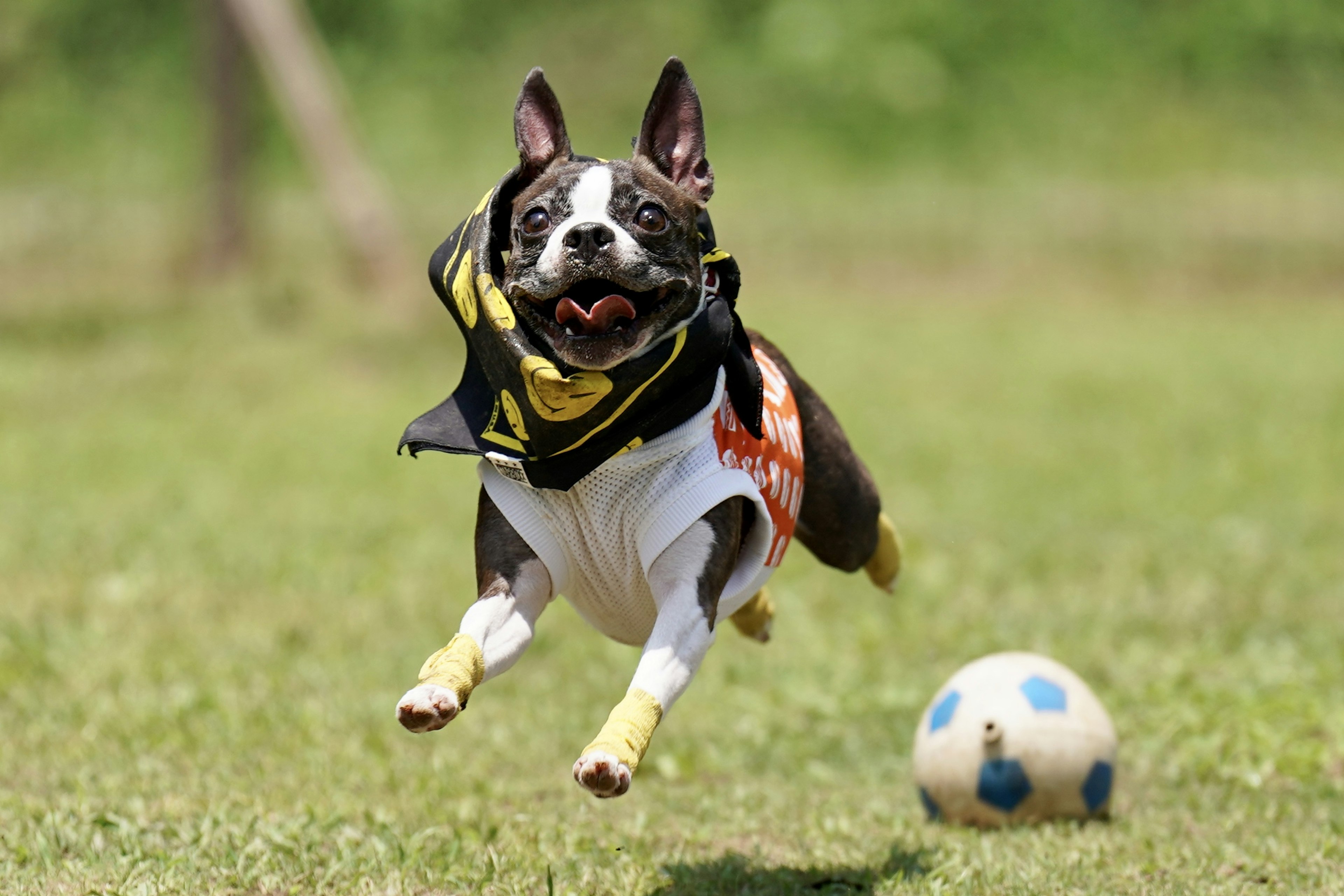 A Boston Terrier jumping while chasing a soccer ball