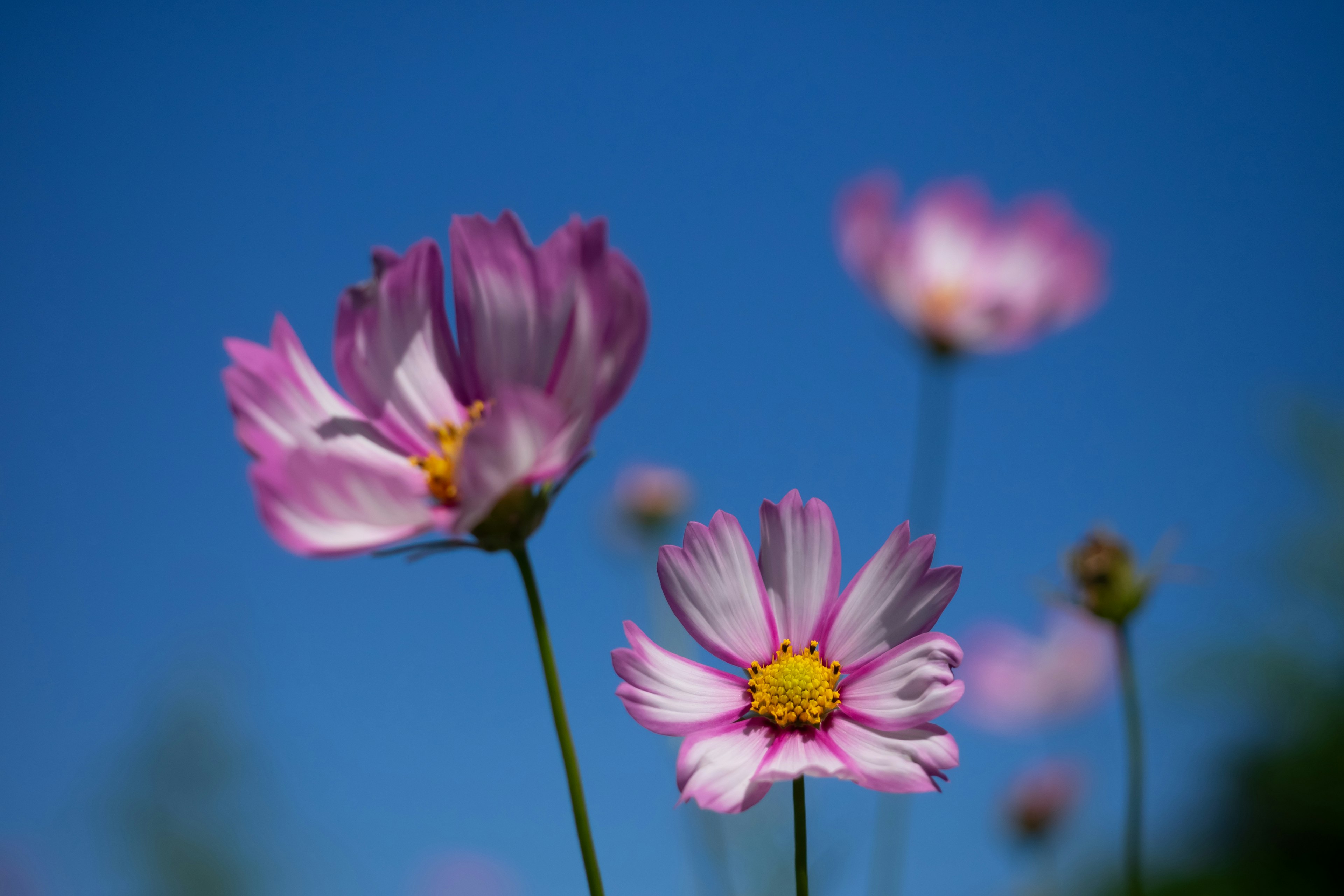 Gros plan de fleurs roses sur fond de ciel bleu