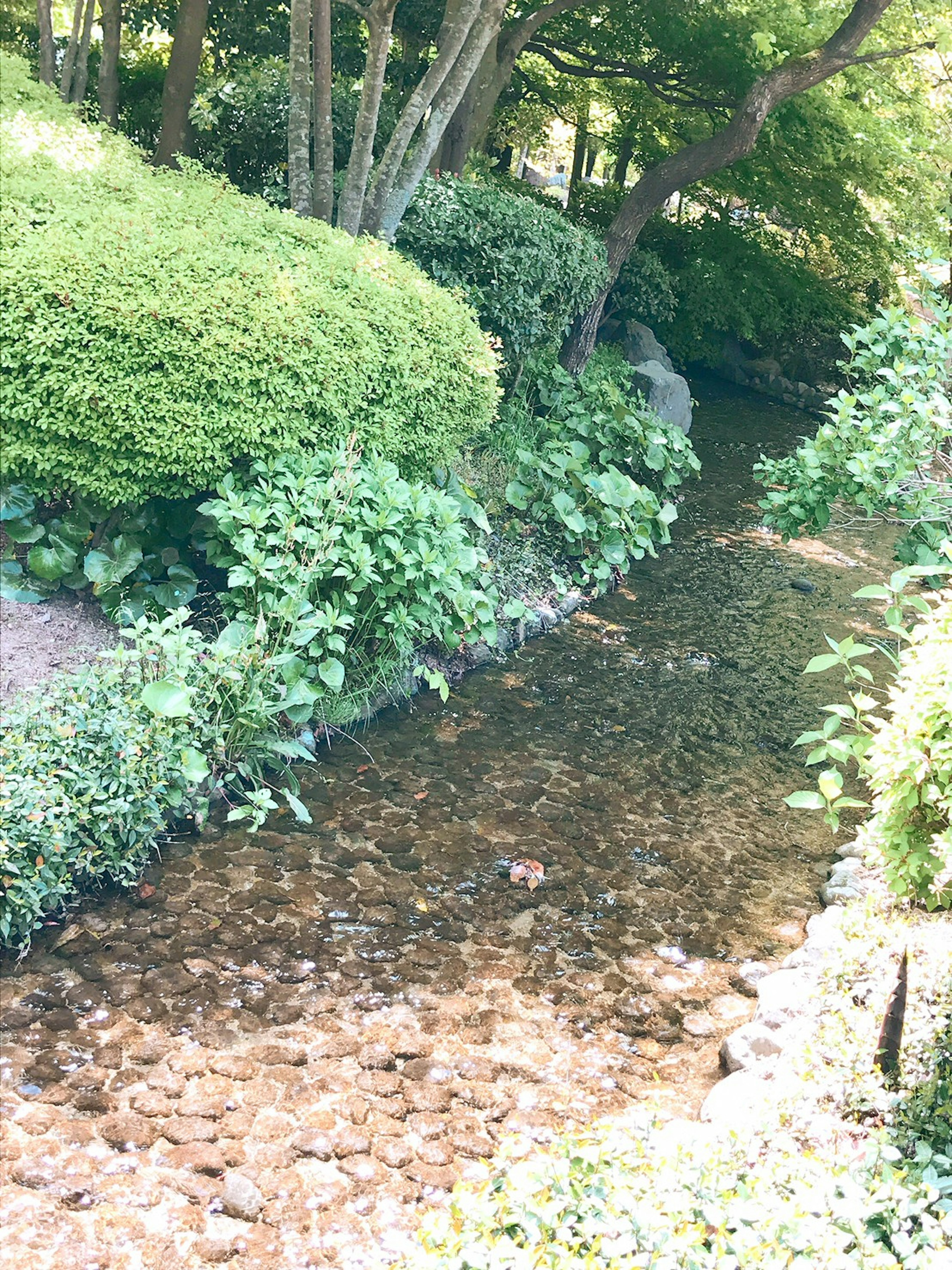 被郁郁葱葱的植物环绕的小溪风景