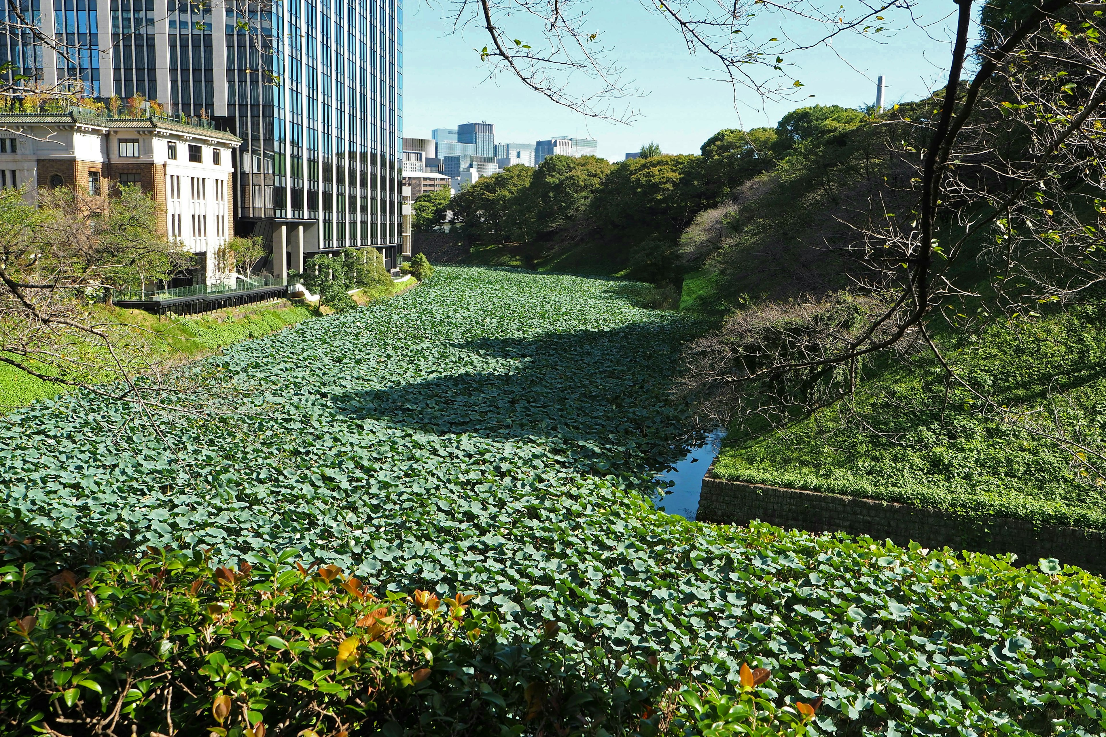 A river covered with lush green plants skyscrapers in the background