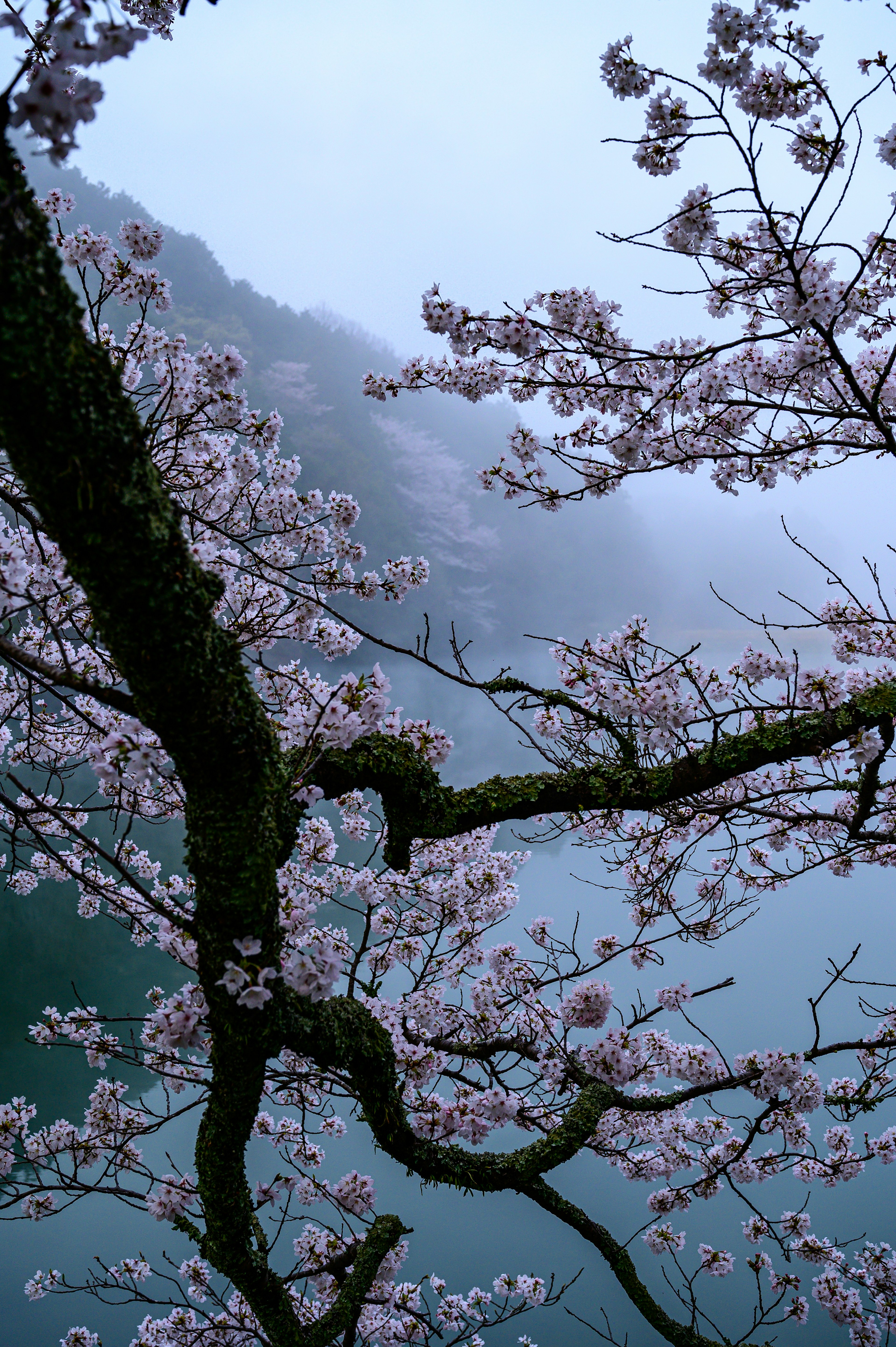 霧の中の桜の木の枝と花