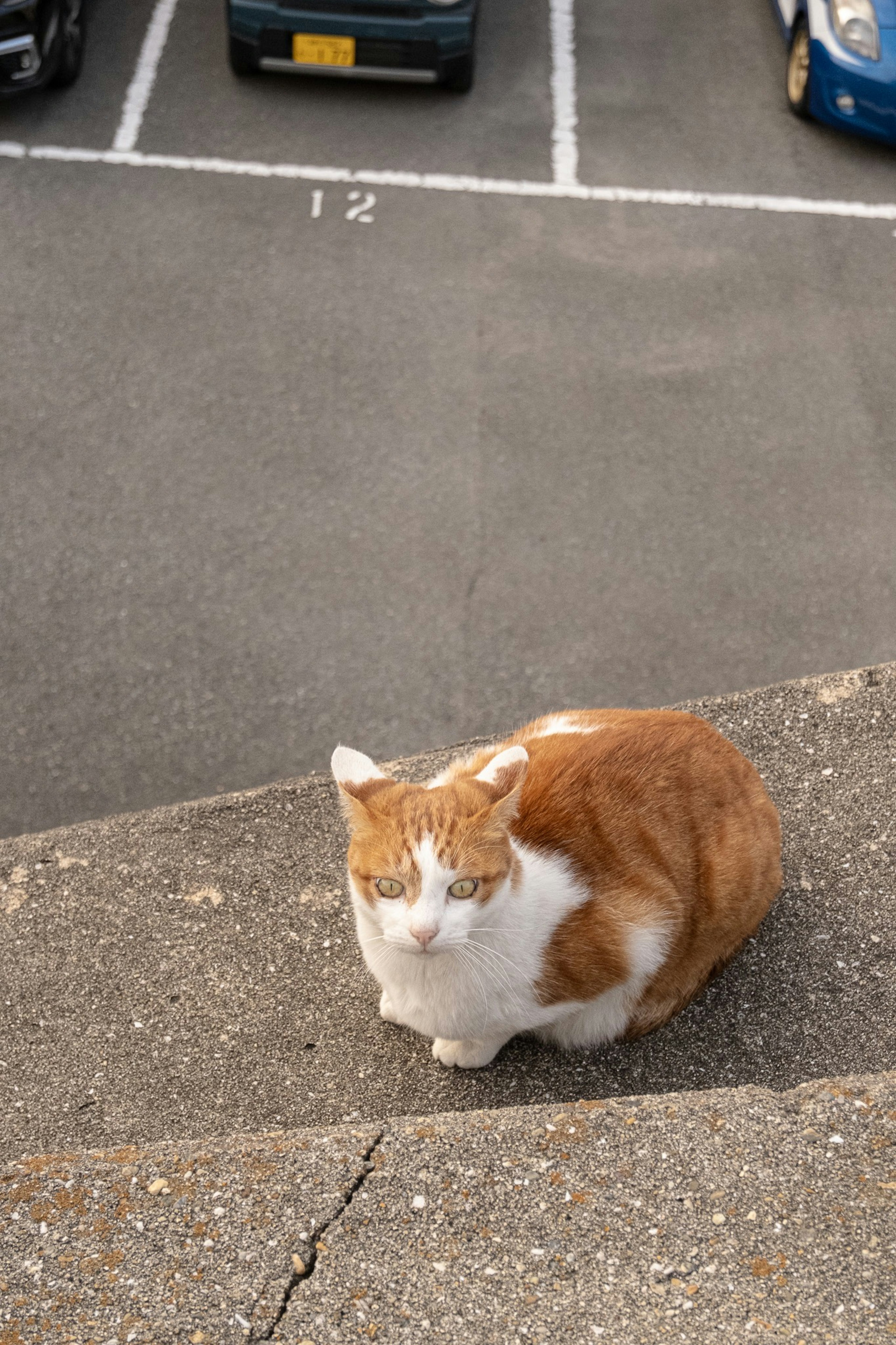 Kucing oranye dan putih duduk di tangga dengan latar belakang tempat parkir