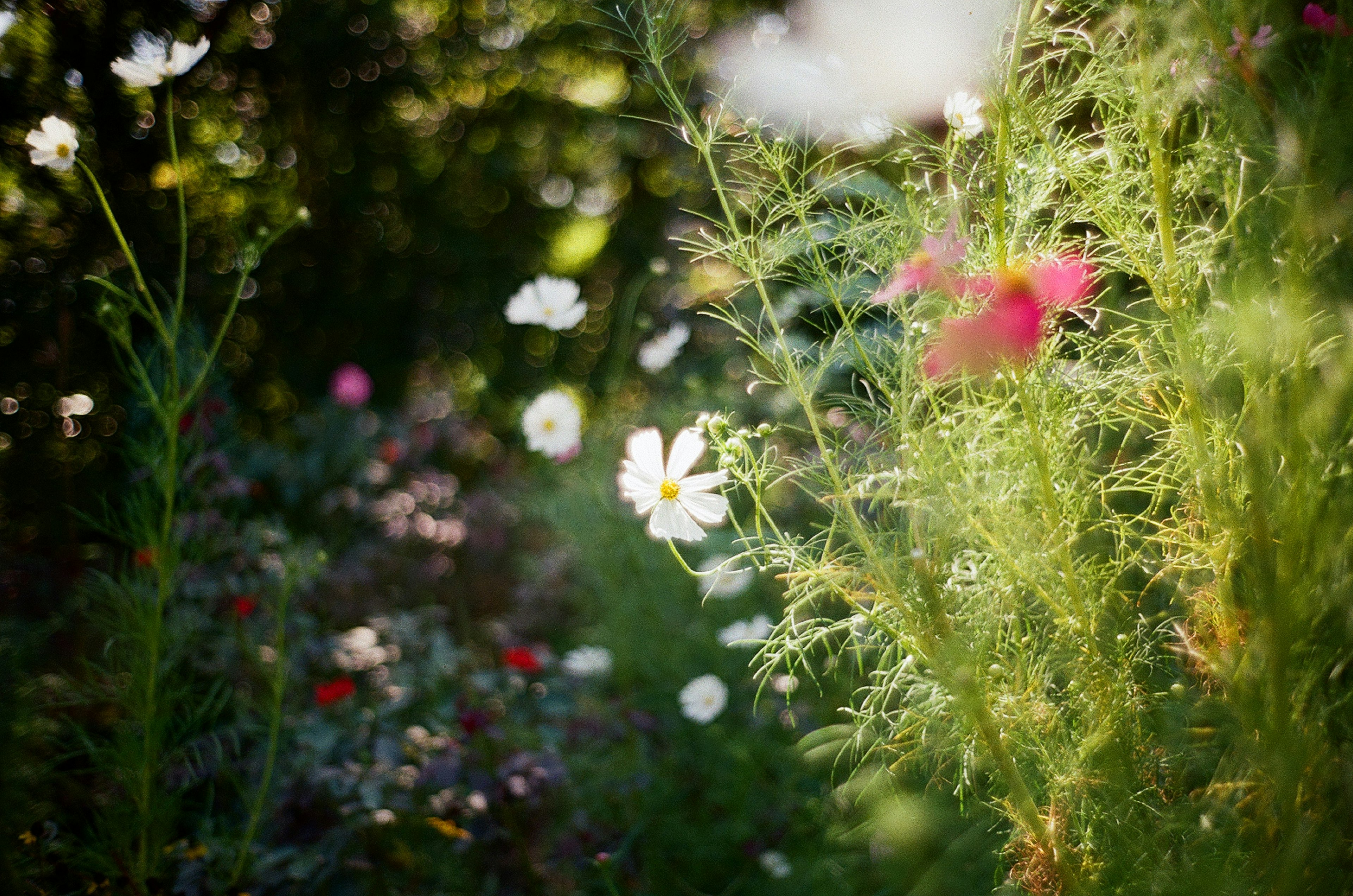 Una escena de jardín con flores coloridas floreciendo en luz suave