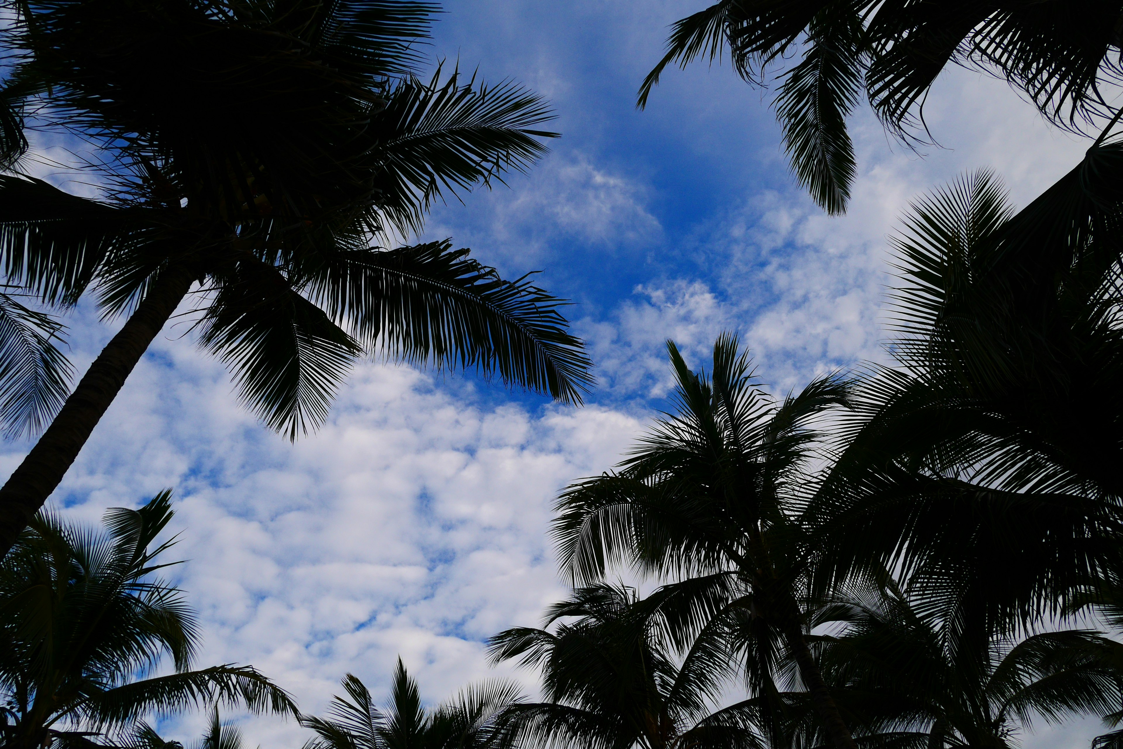 Silhouette of palm trees against a blue sky with clouds