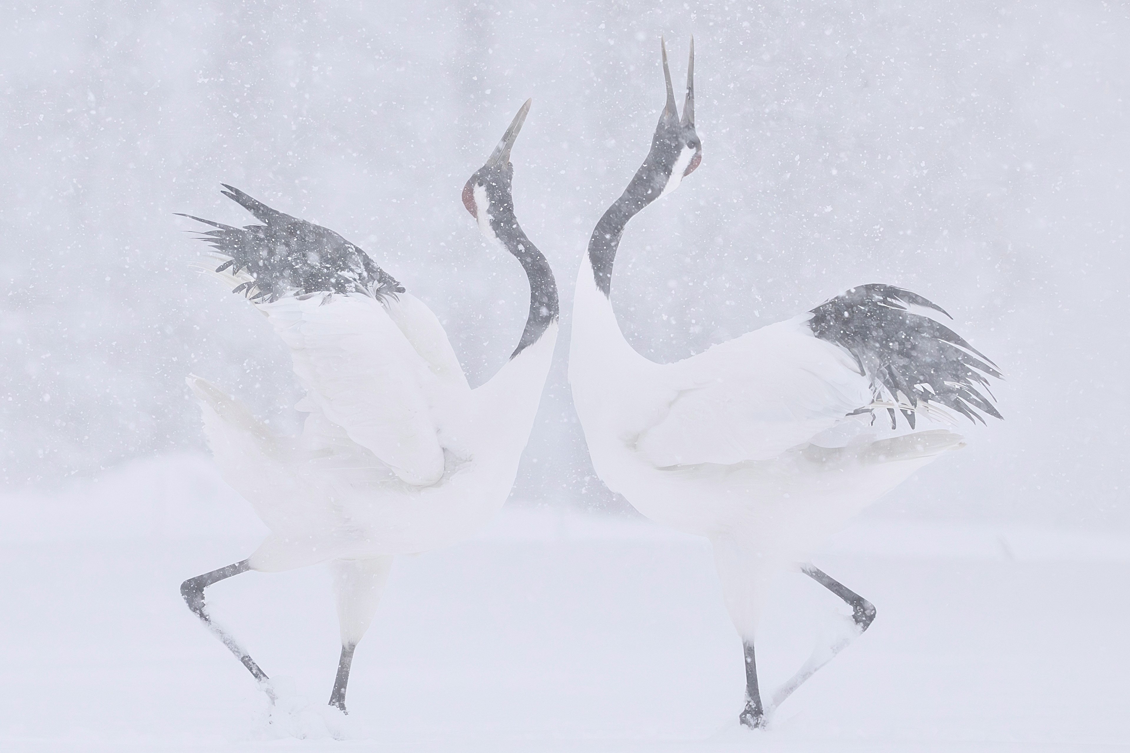 雪の中で踊る二羽の丹頂鶴の美しいシーン