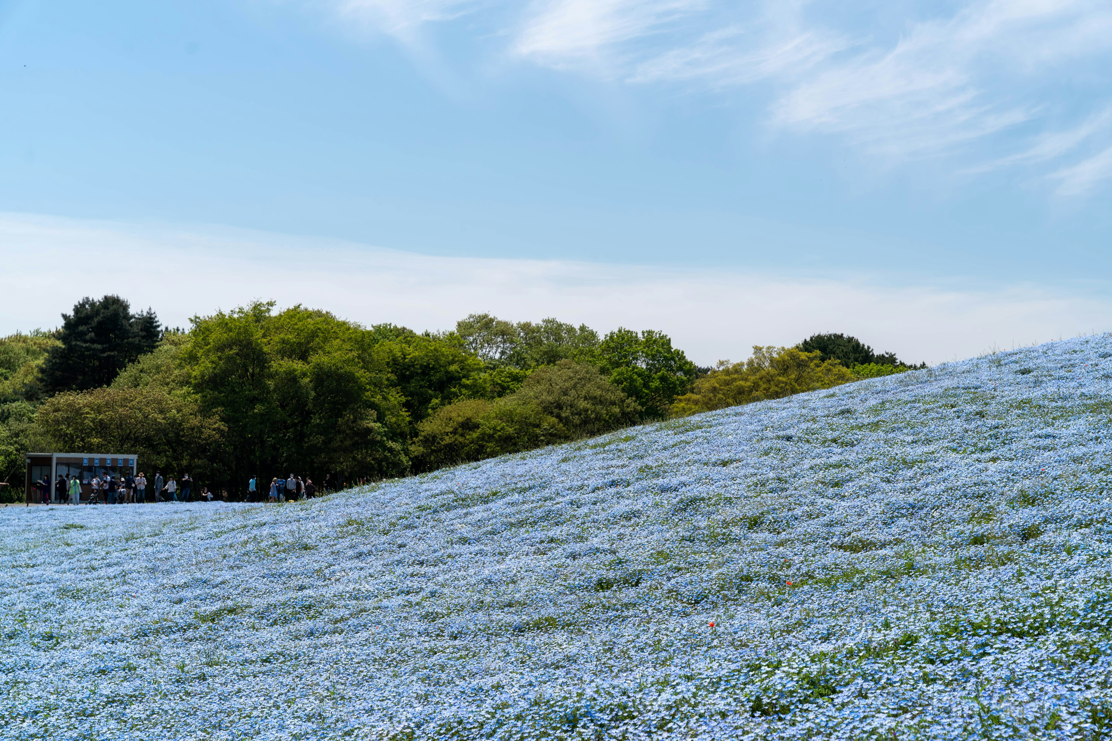 Une colline recouverte de fleurs bleues sous un ciel dégagé