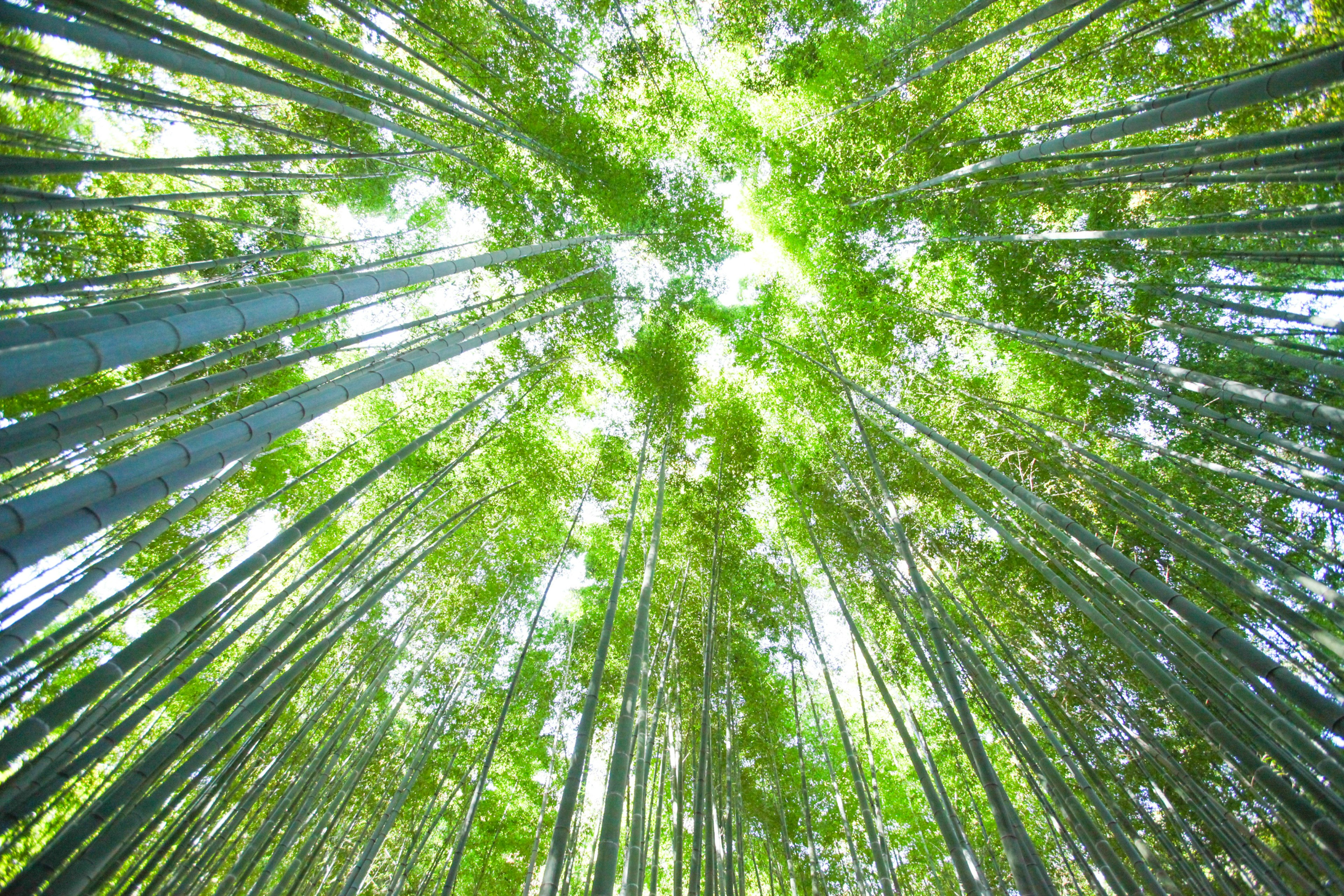 Belle vue en regardant vers le haut d'une forêt de bambous Feuilles vertes s'étendant avec la lumière filtrant à travers