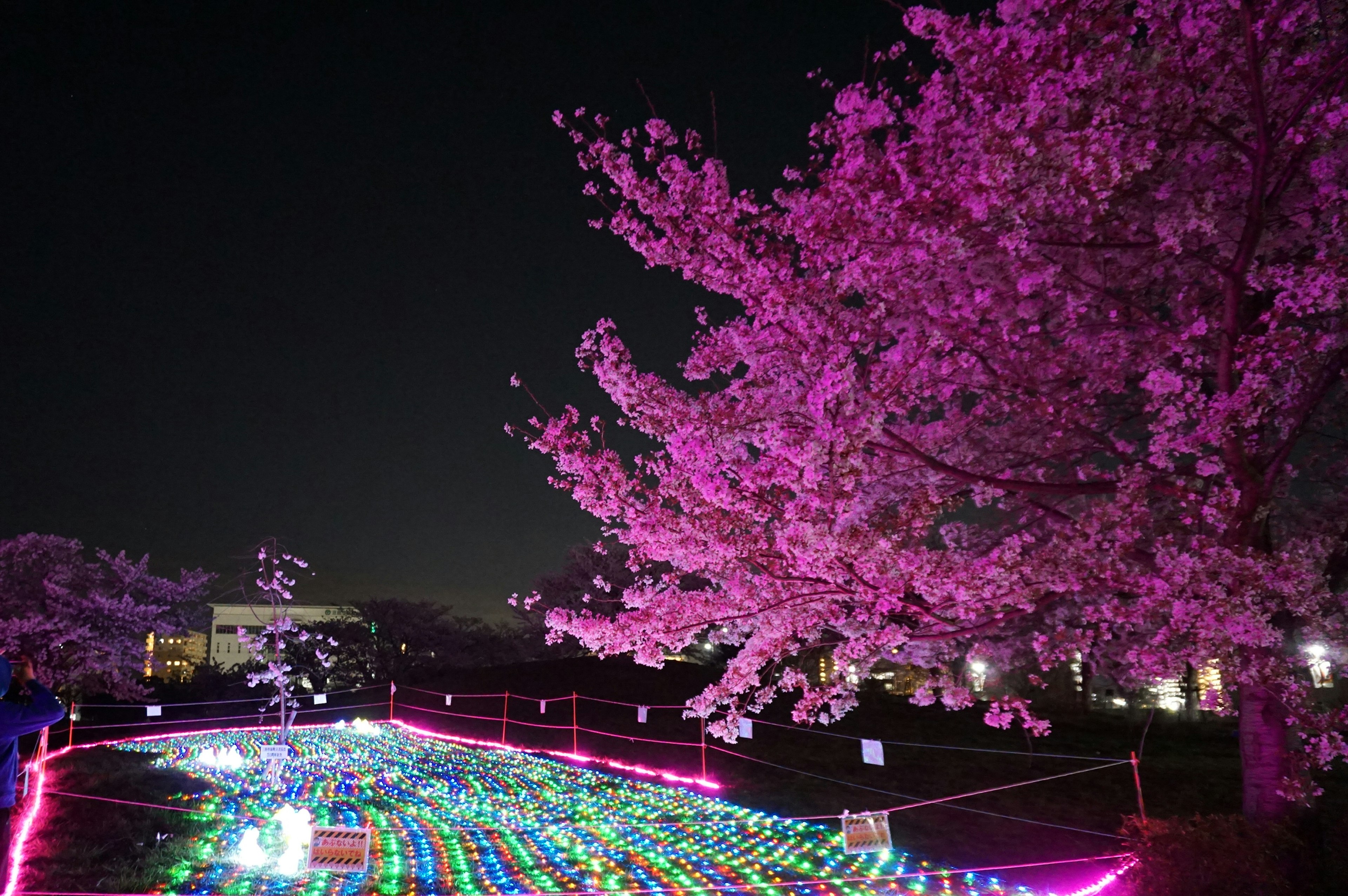 夜桜とカラフルなイルミネーションが美しい公園の風景