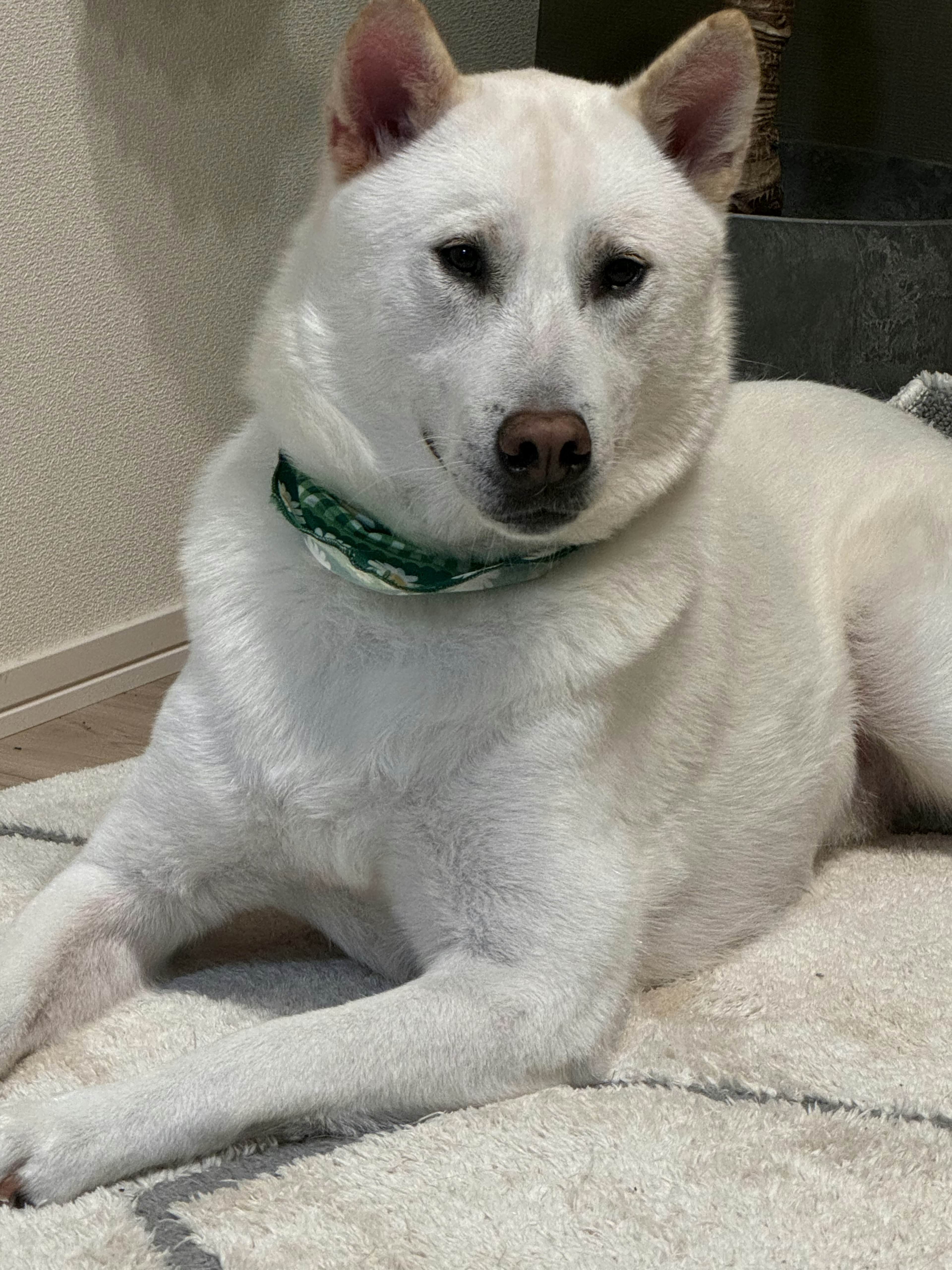 Un chien blanc se détendant sur un tapis