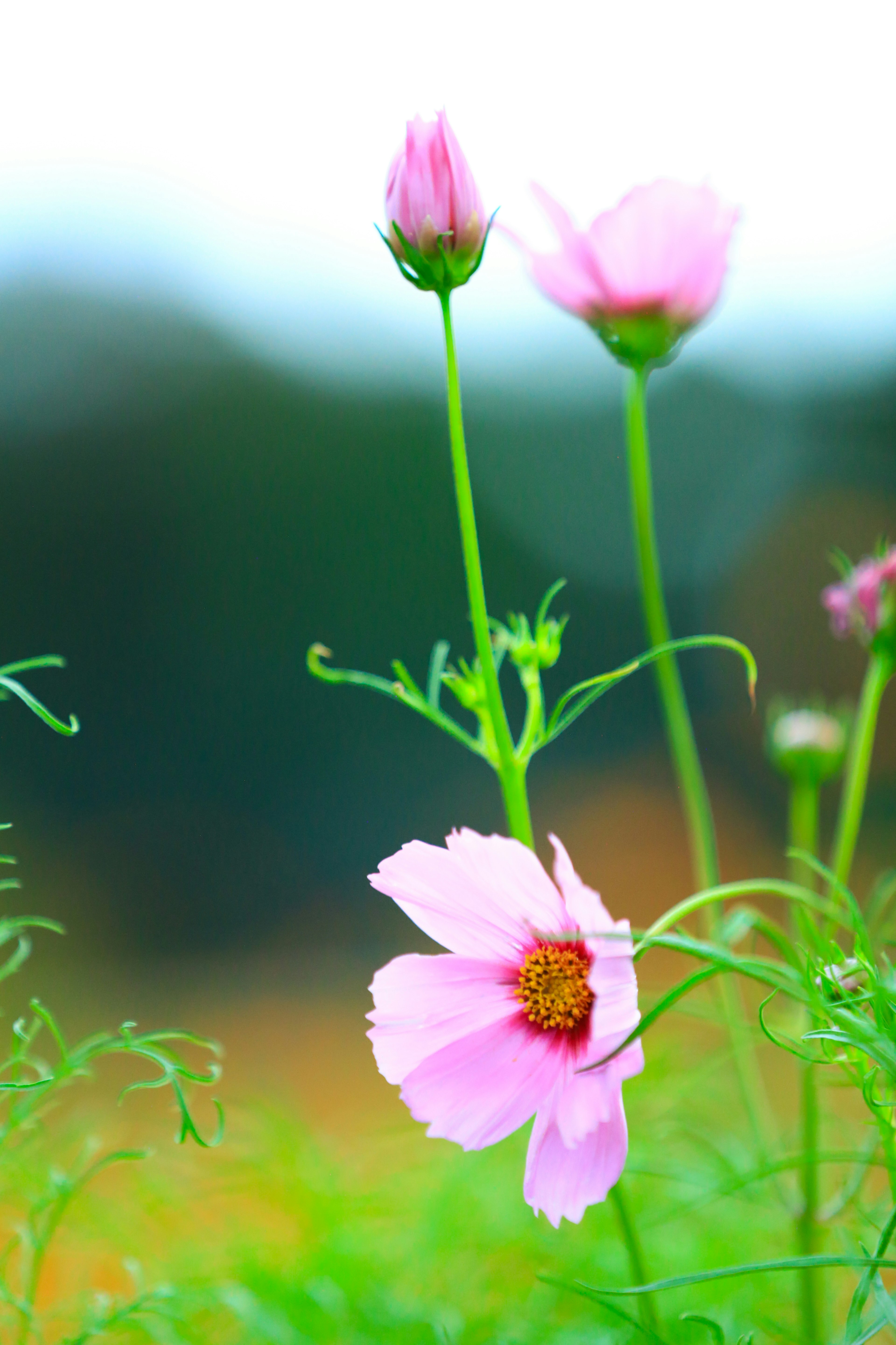 Bunga cosmos pink dan tunas mekar di antara rumput hijau