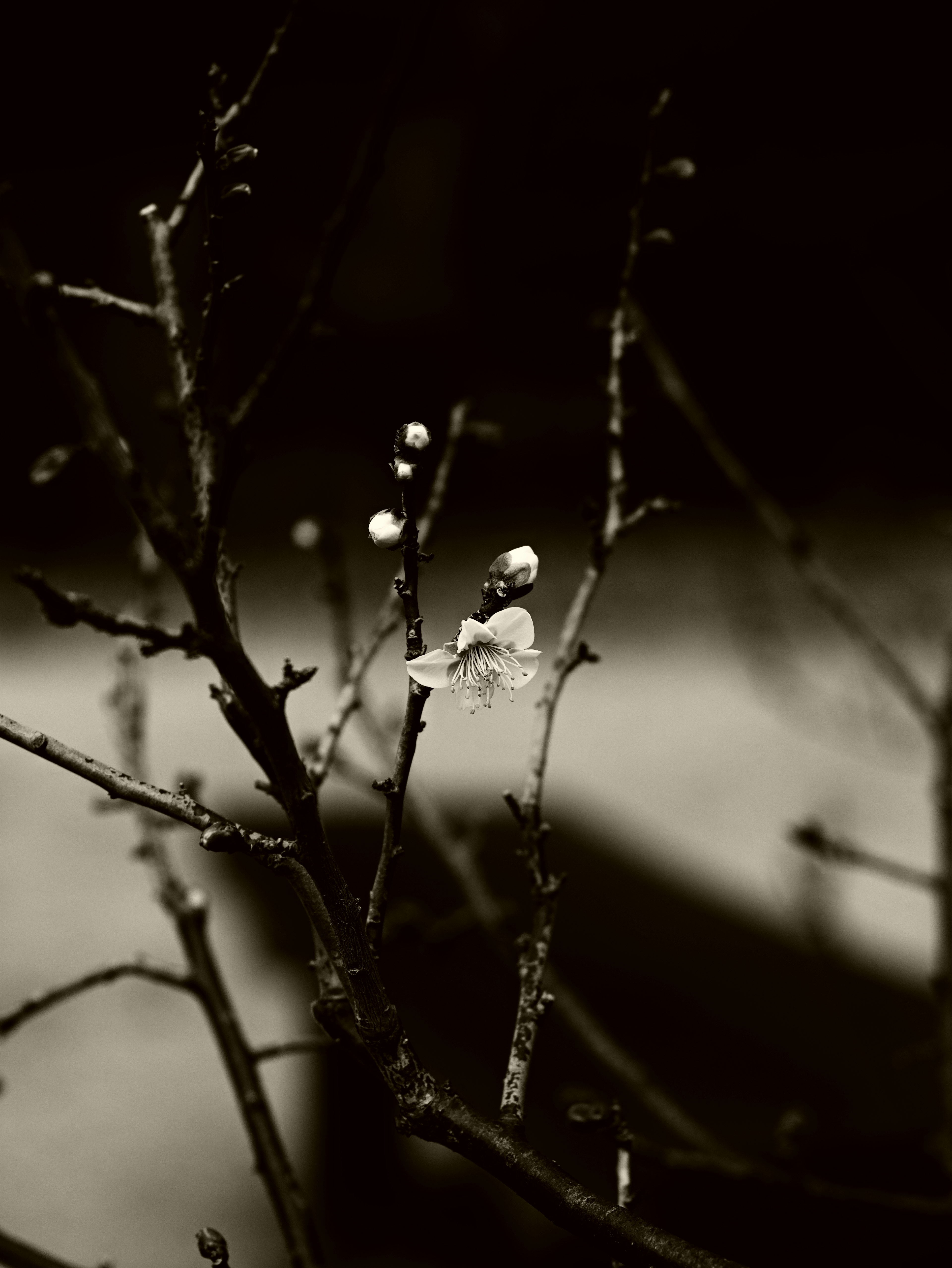 A branch with budding flowers against a dark background