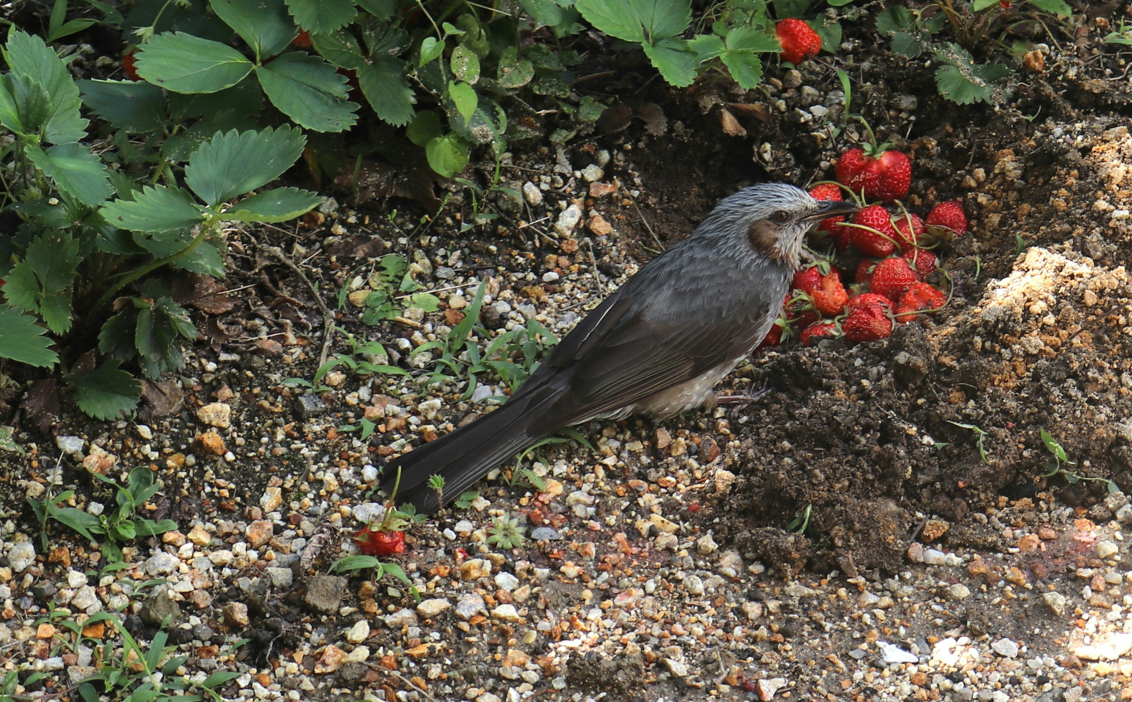 Grauer Vogel frisst rote Beeren im grünen Laub