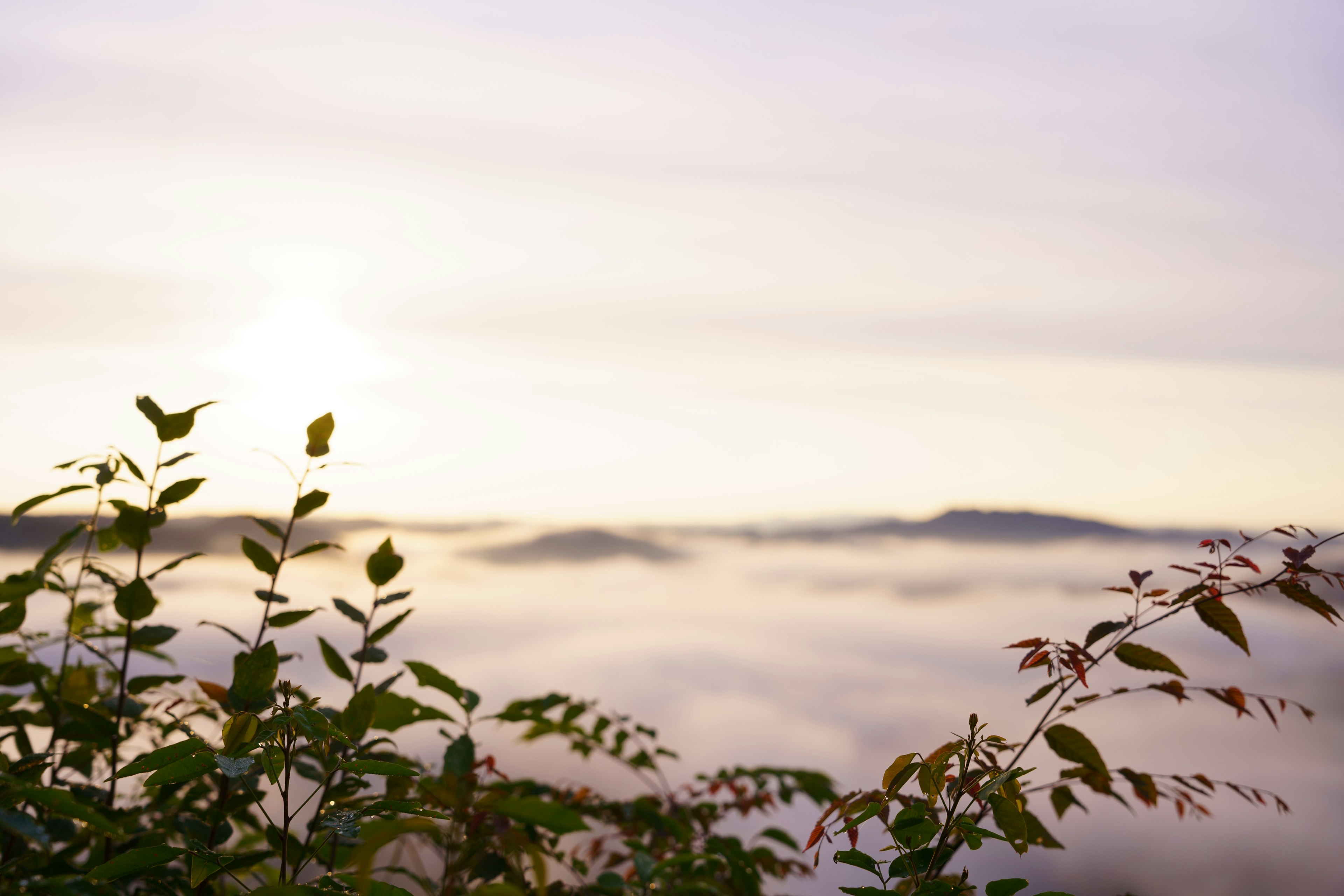 Plantes avec des feuilles au premier plan devant des montagnes enveloppées de brume et une lumière douce