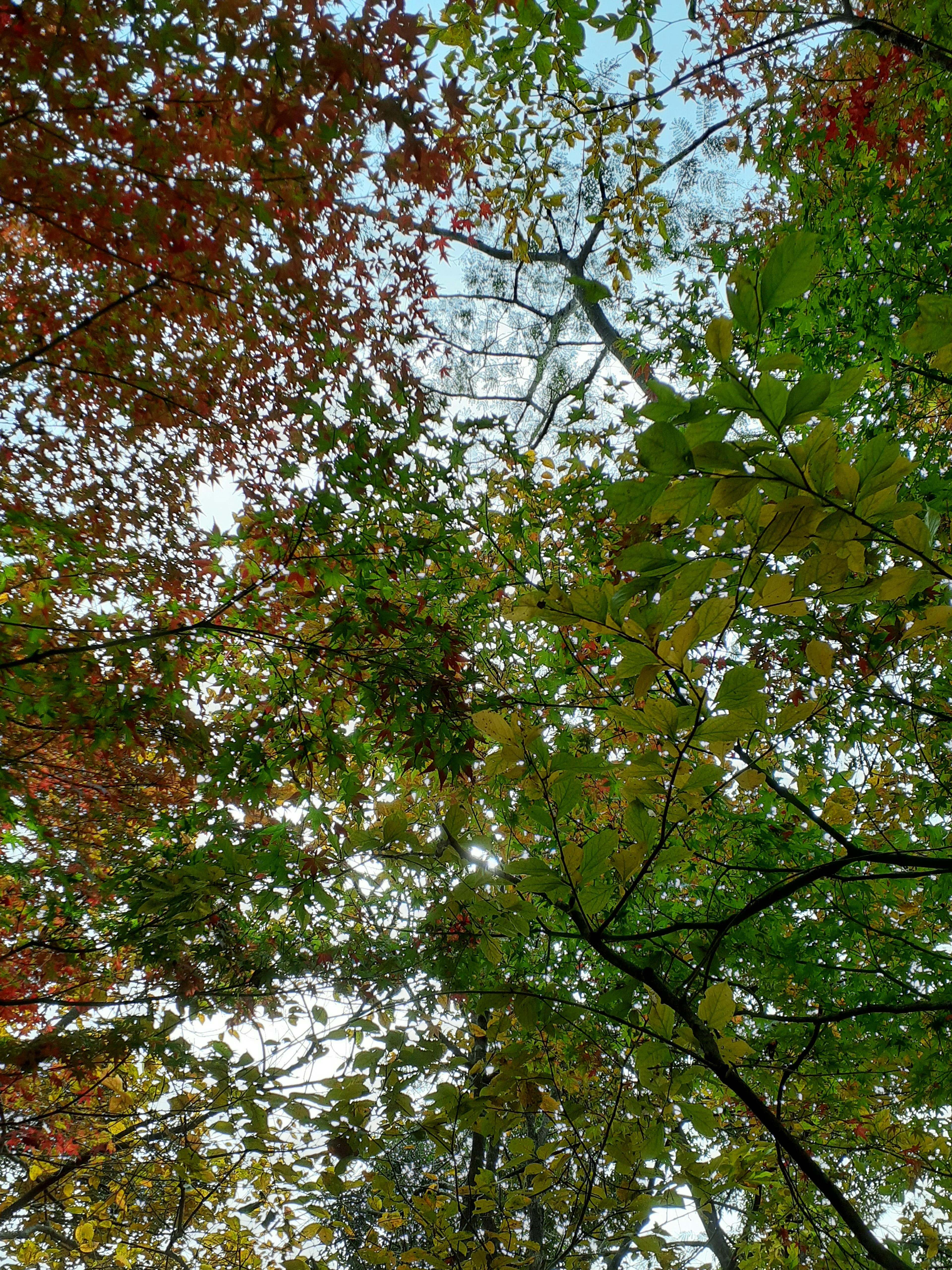 Foto che guarda verso l'alto attraverso il fogliame autunnale in una foresta