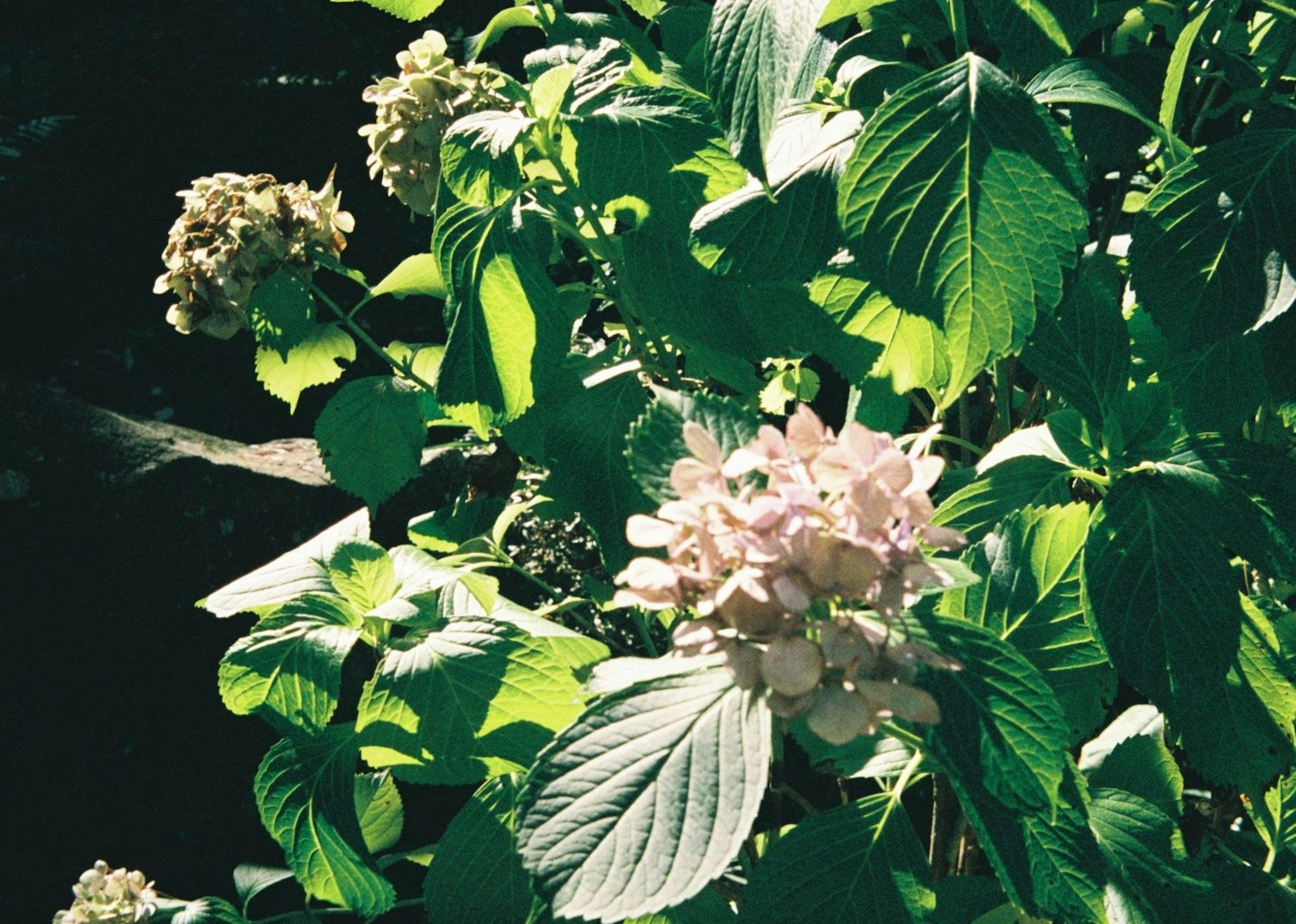 Hydrangea plant with green leaves and pale flowers