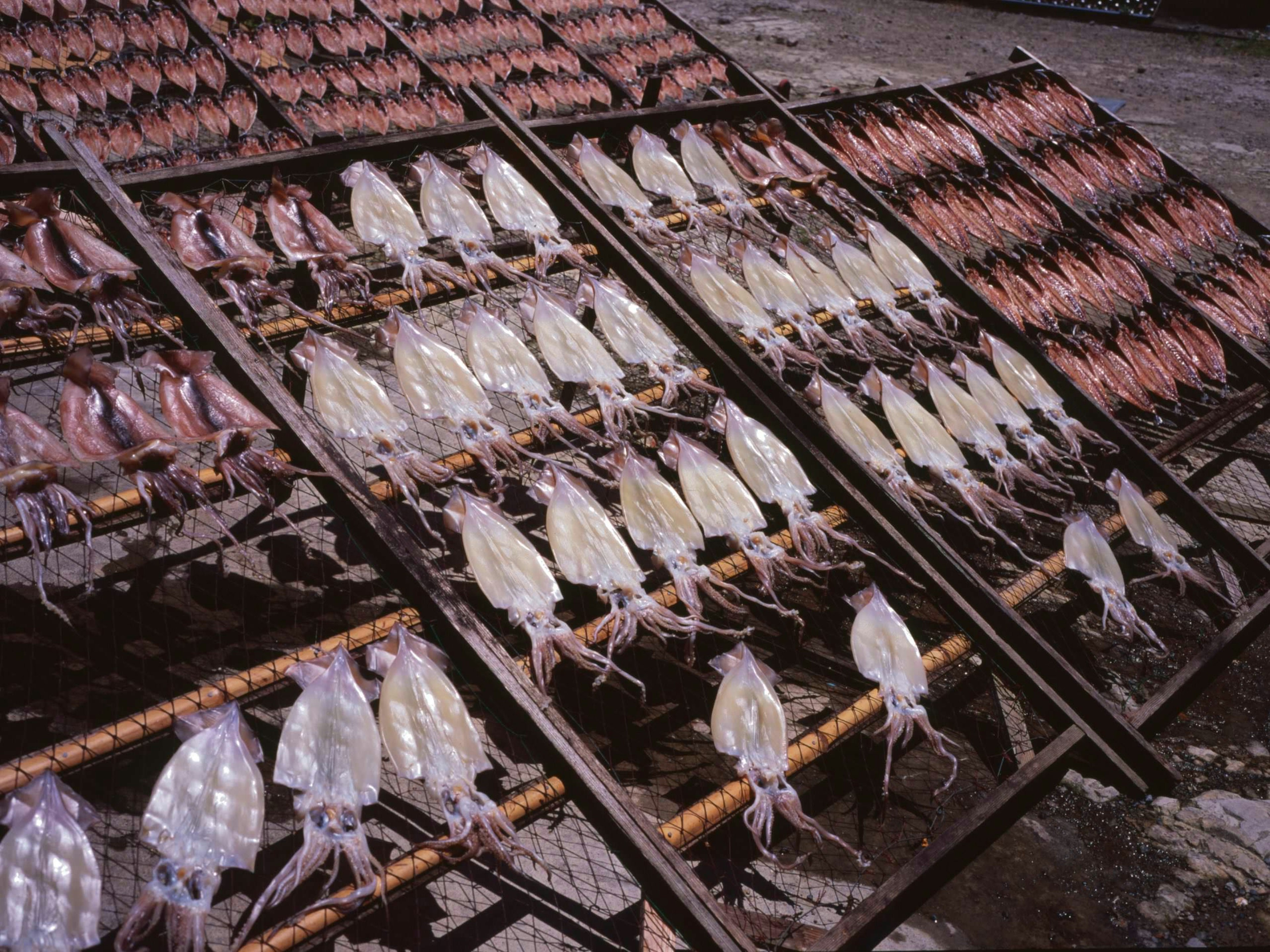 Calamares secos dispuestos en estantes de madera