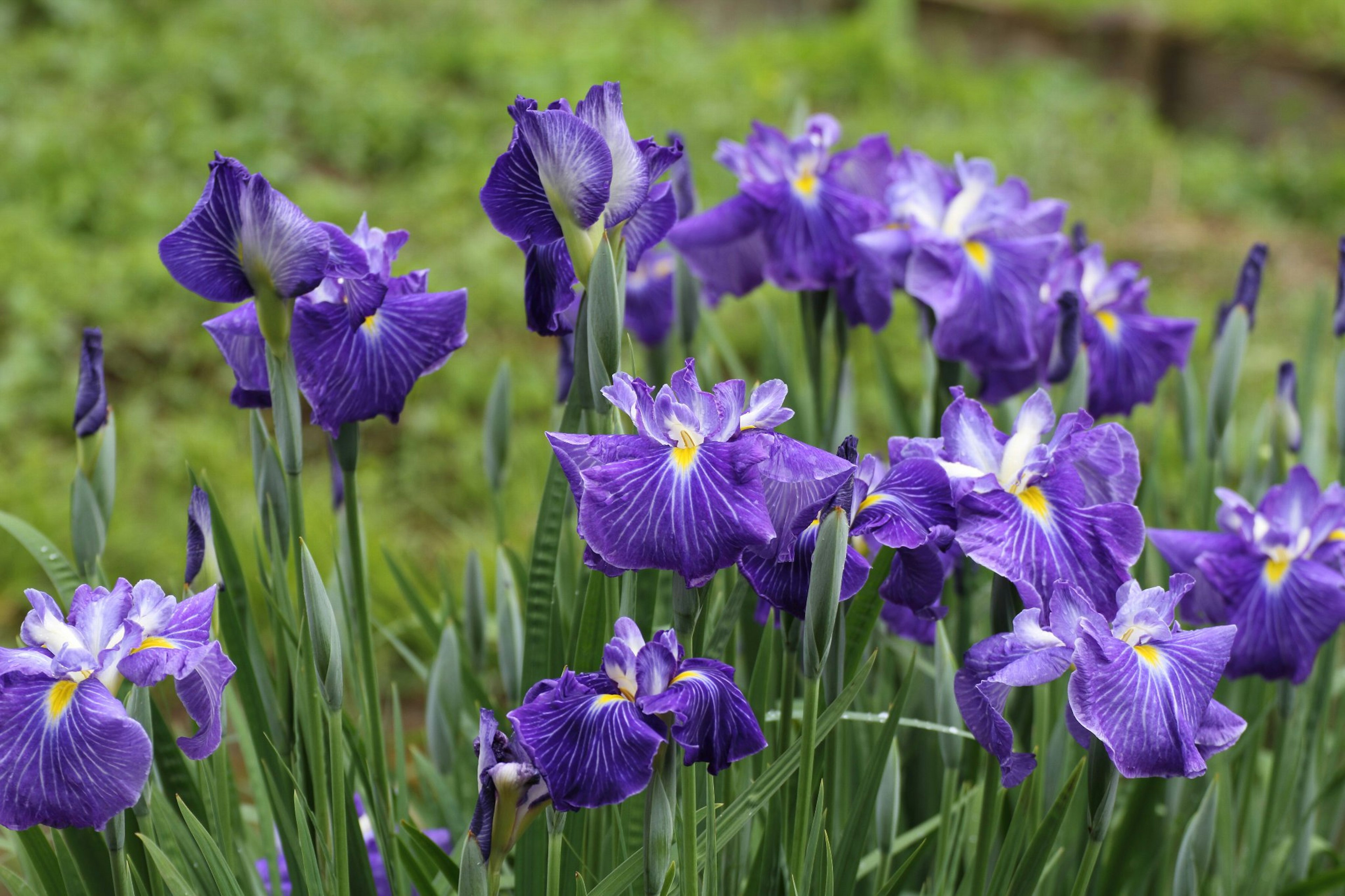 Une scène de jardin avec des fleurs d'iris violettes en fleurs