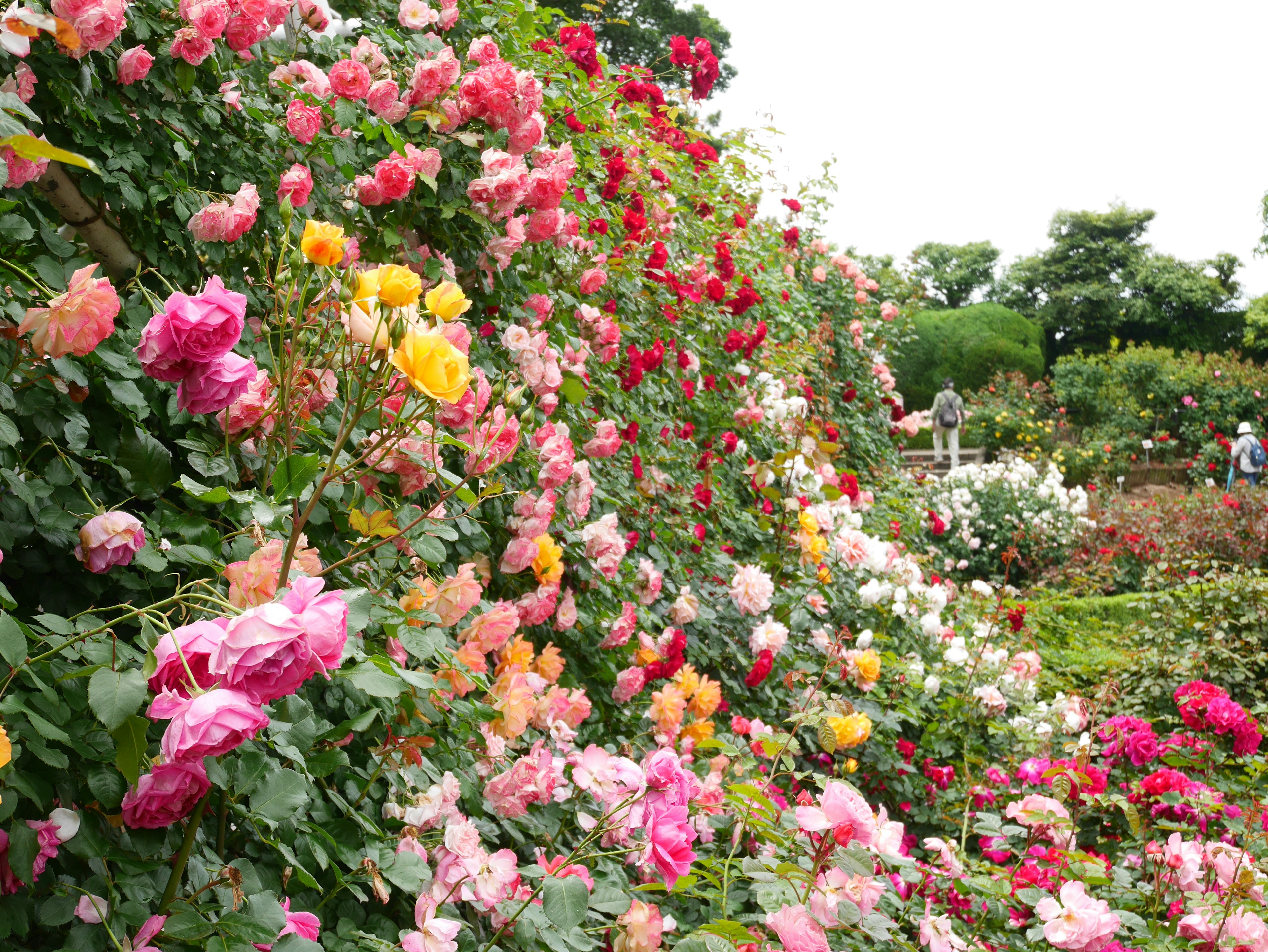 A beautiful garden scene with vibrant blooming roses in various colors