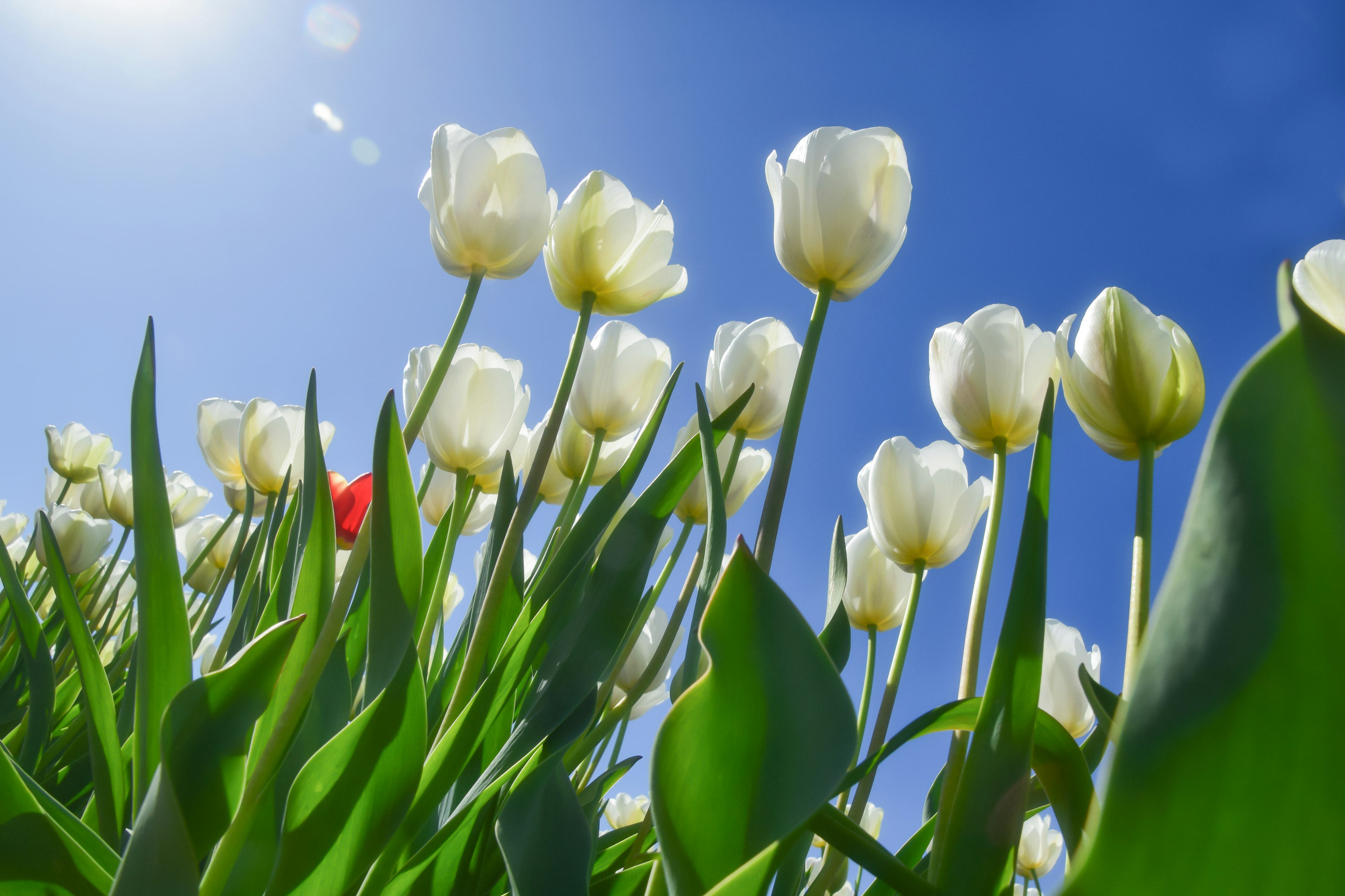 Ein Feld mit weißen Tulpen unter einem blauen Himmel