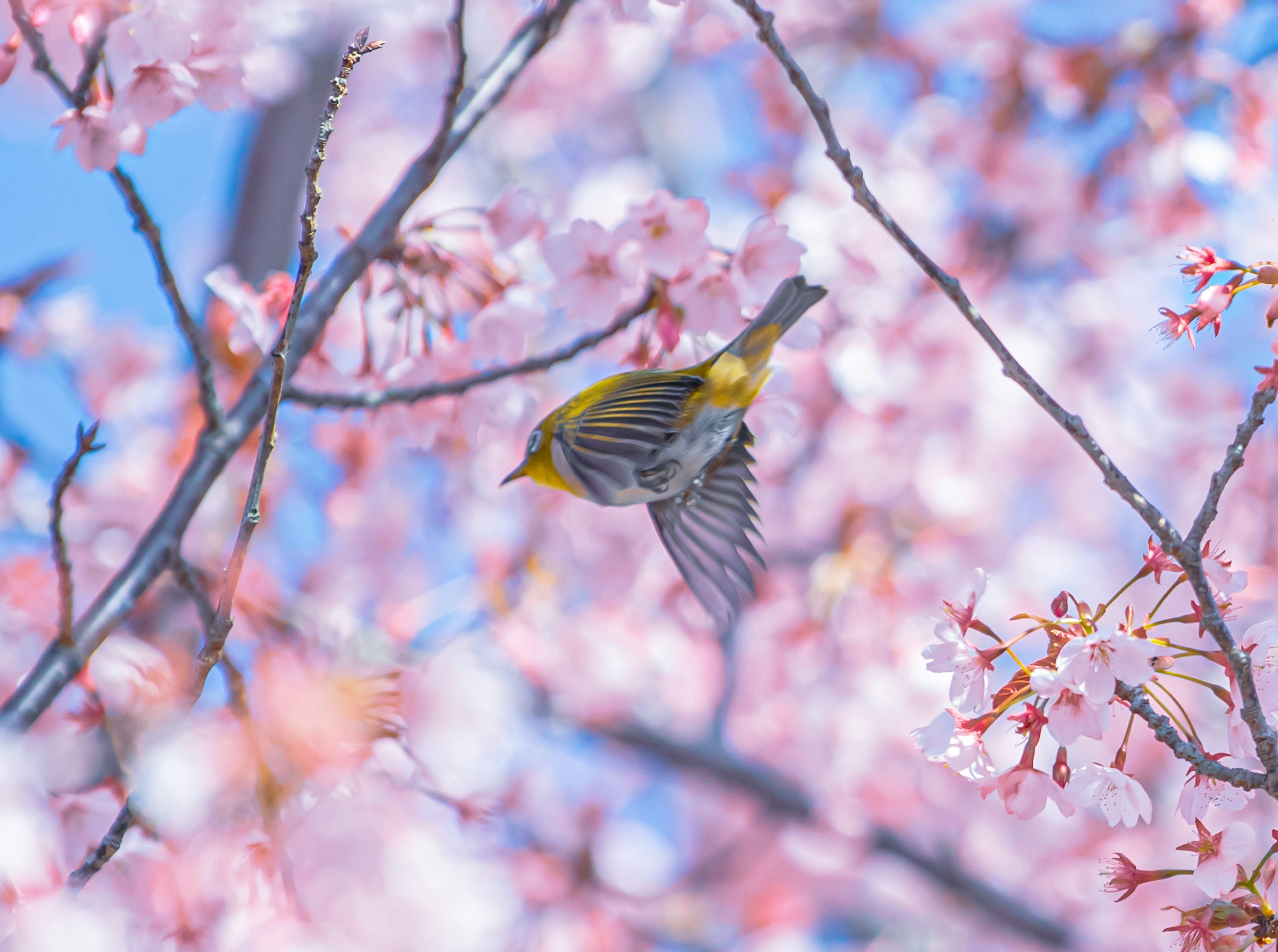 桜の花の間を飛ぶ小鳥の美しいシーン