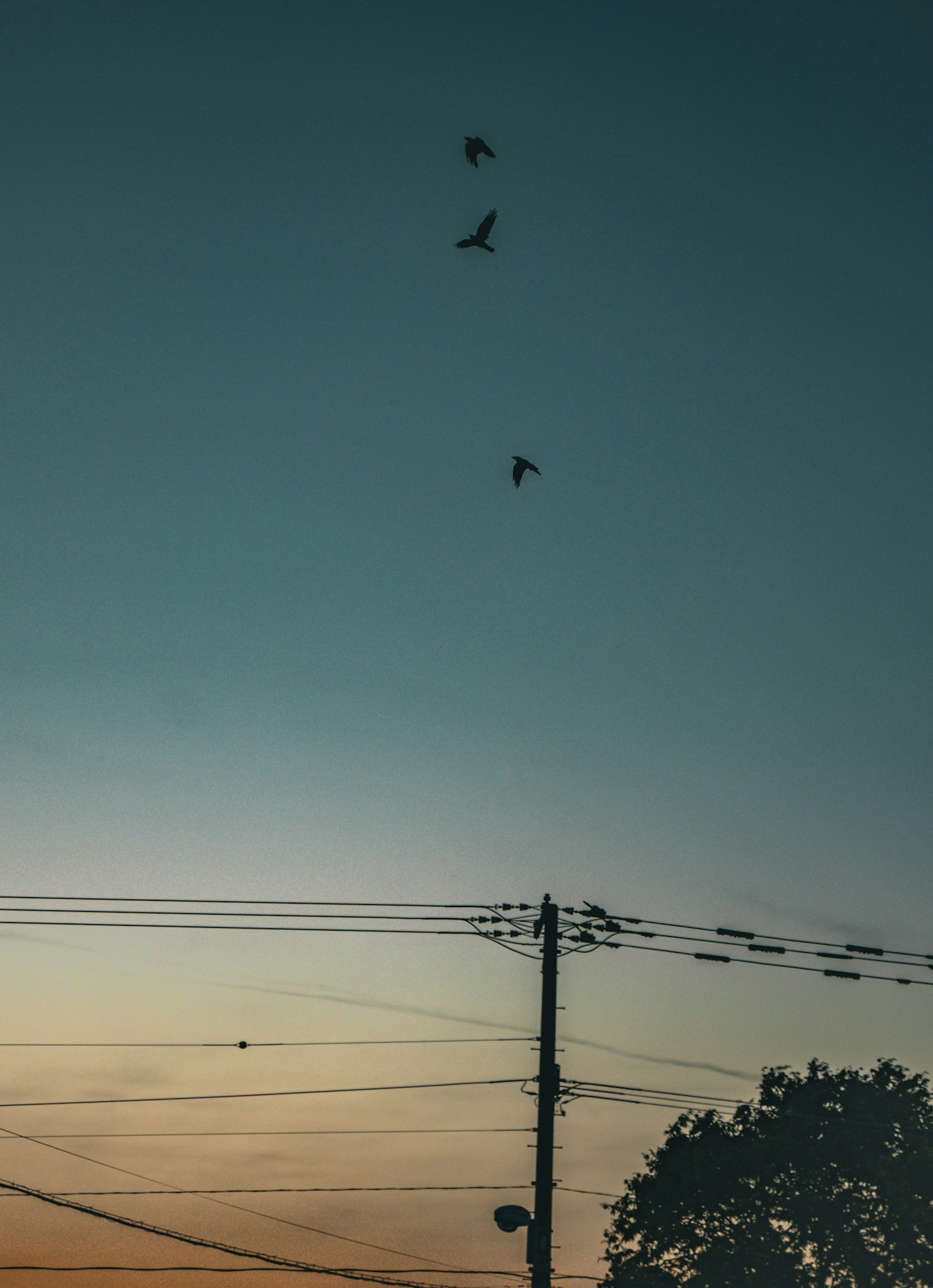 Silhouette of birds flying in the dusk sky with power lines