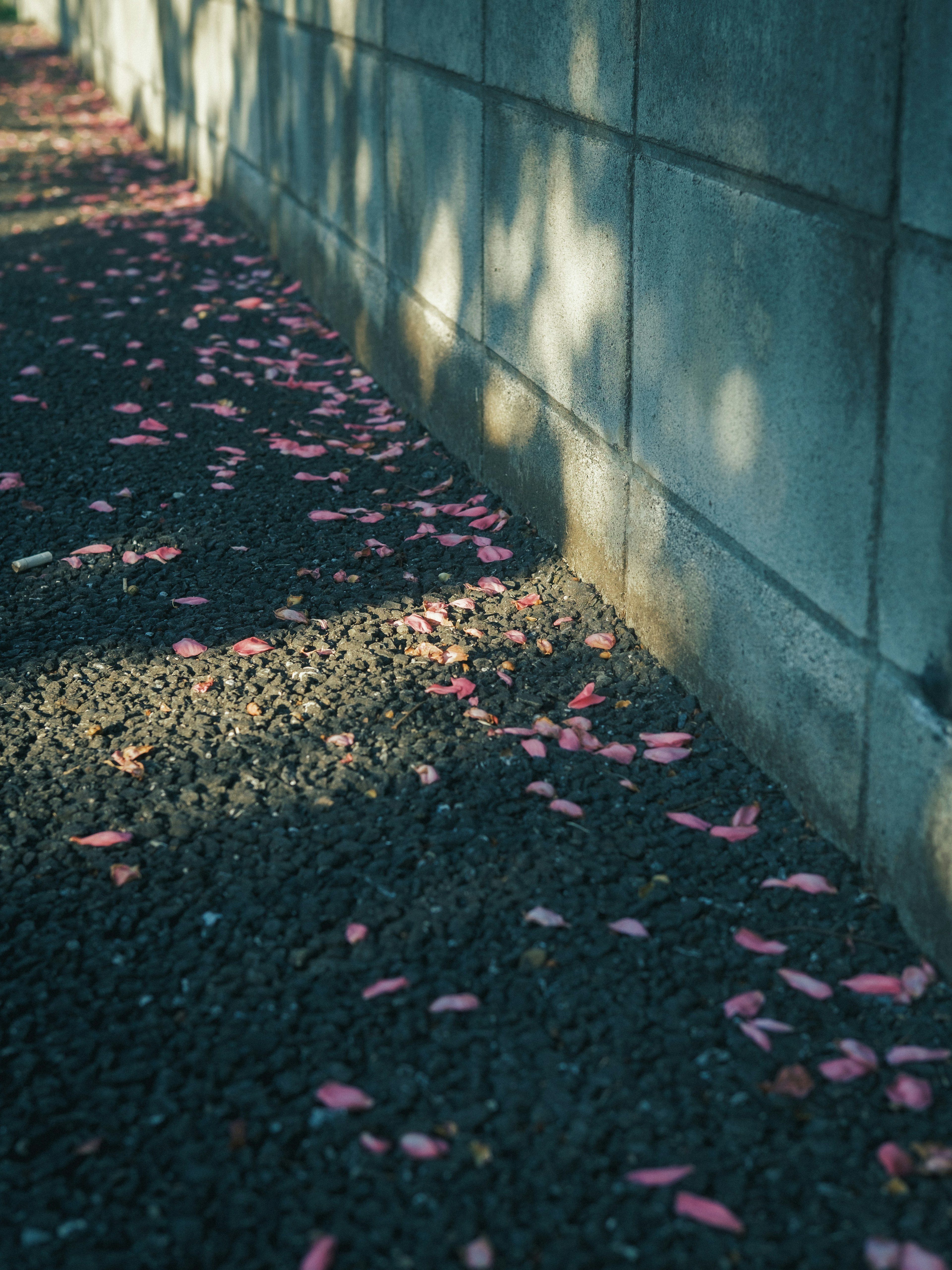 コンクリートの壁のそばに落ちているピンクの花びらと影が映る小道