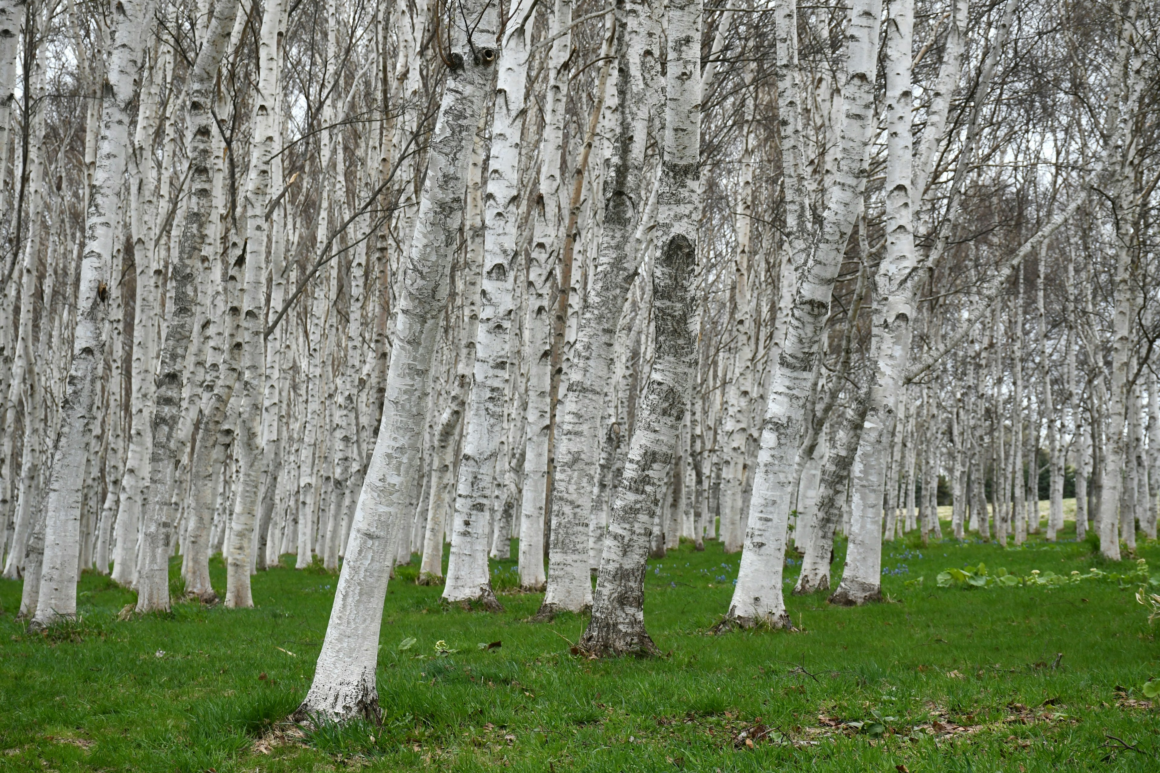 Pemandangan pohon birch dengan batang putih dan rumput hijau