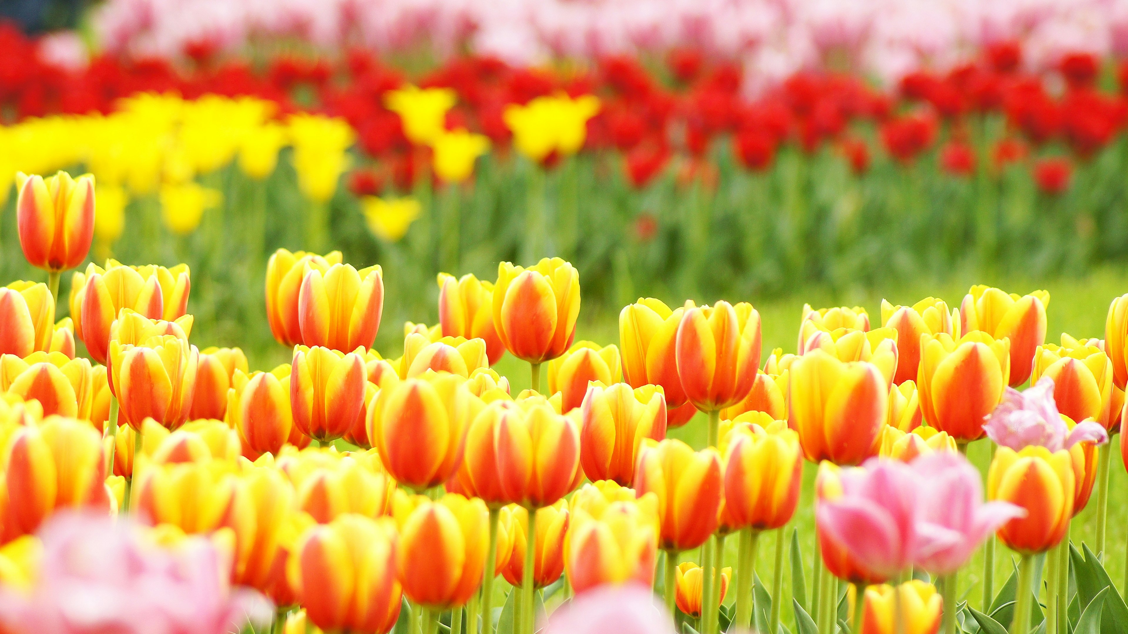 Close-up of a flower field with colorful tulips prominently featuring yellow and orange tulips