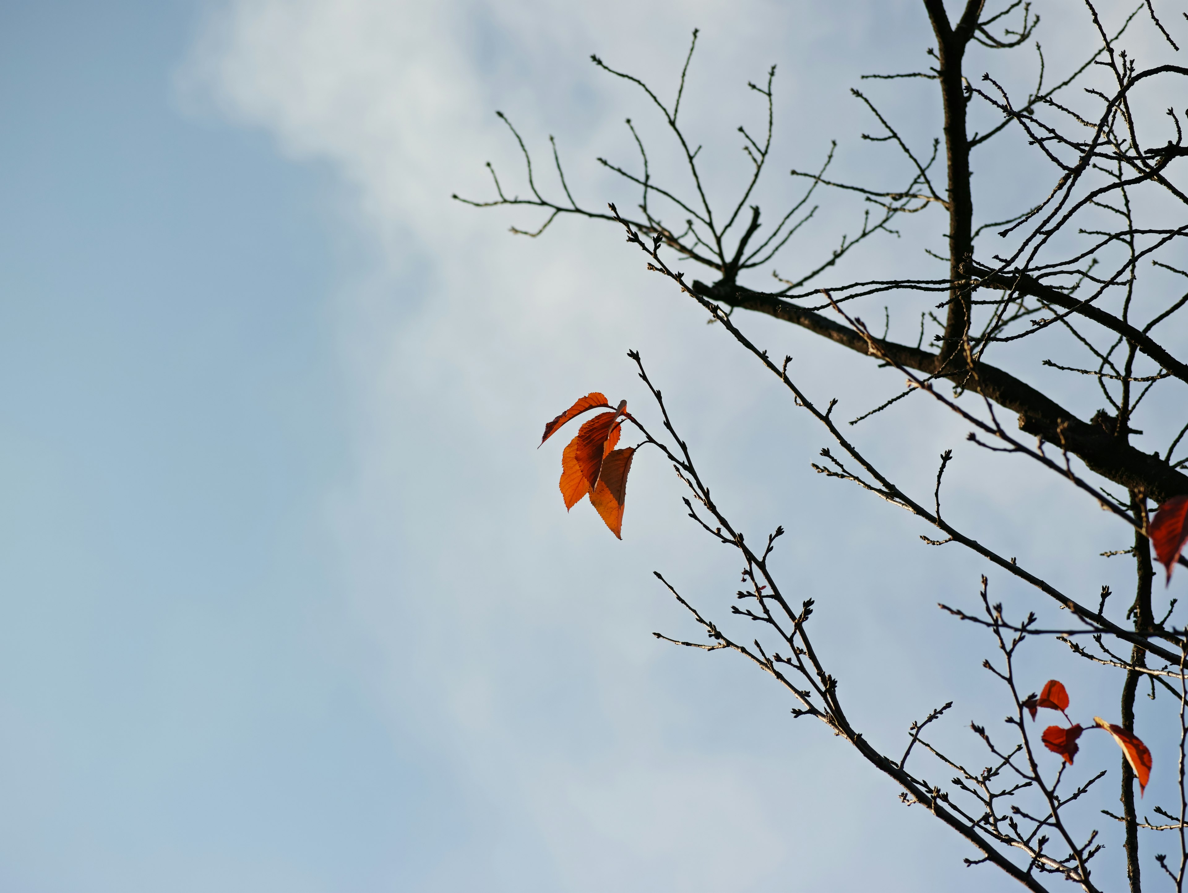 青空の背景に赤い葉が残る木の枝