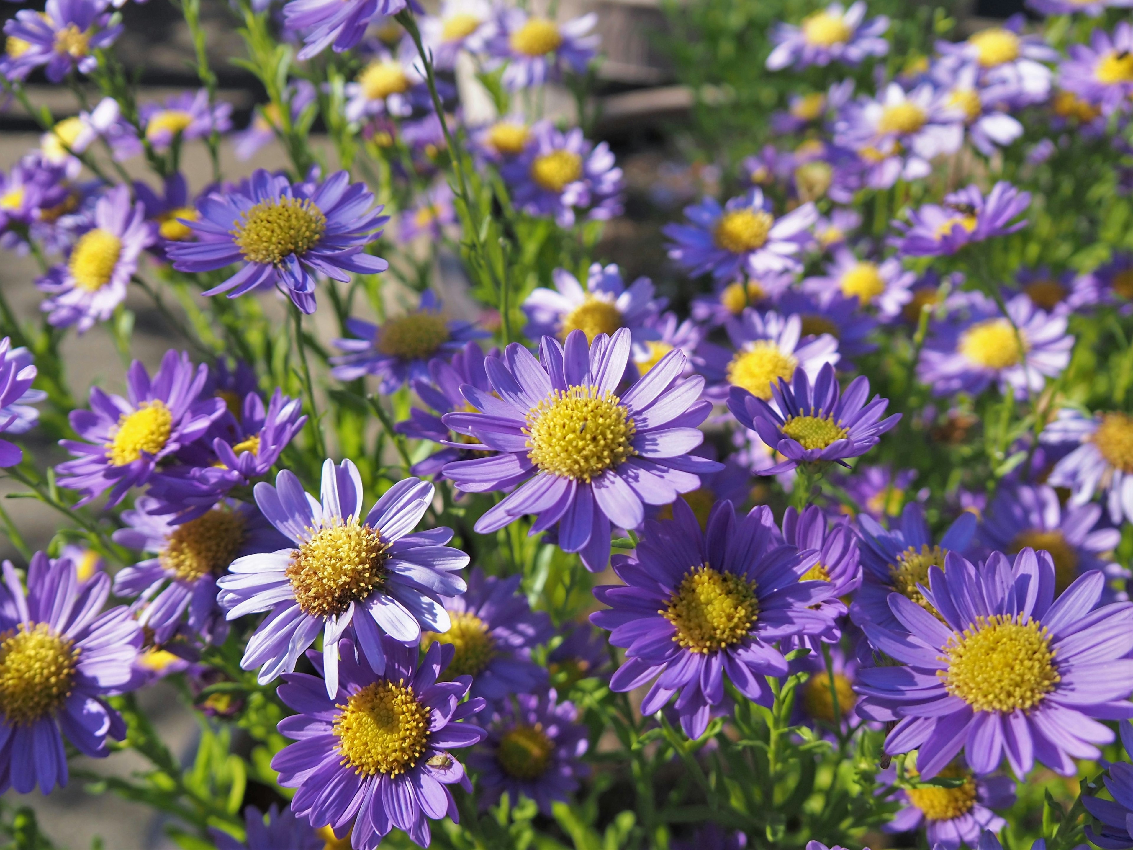 A vibrant display of purple flowers with yellow centers blooming in a garden