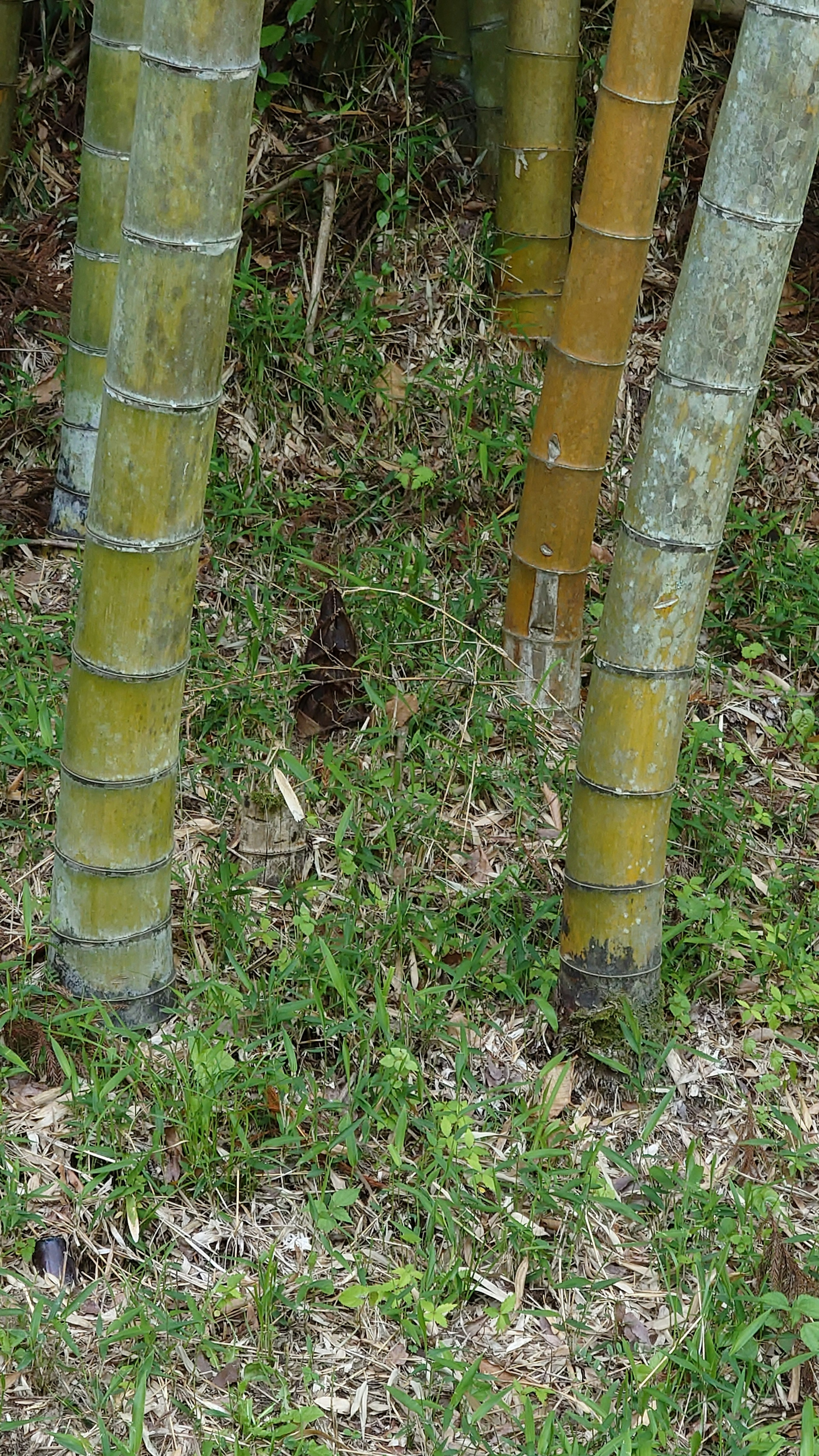 Seekor hewan kecil yang tersembunyi di antara bambu dengan warna batang bambu yang bervariasi