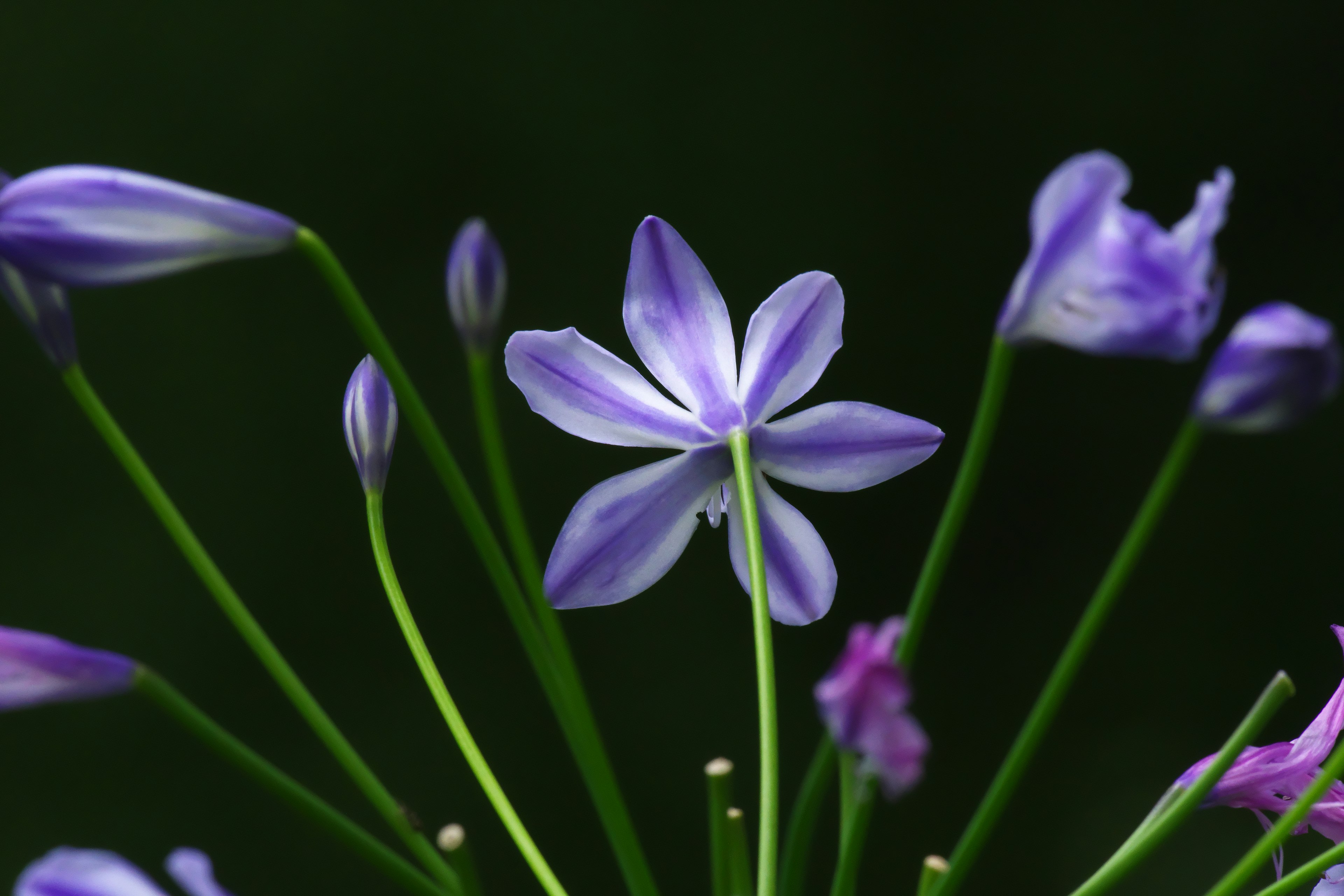 ภาพสวยของดอกไม้สีม่วงบนพื้นหลังสีเข้ม