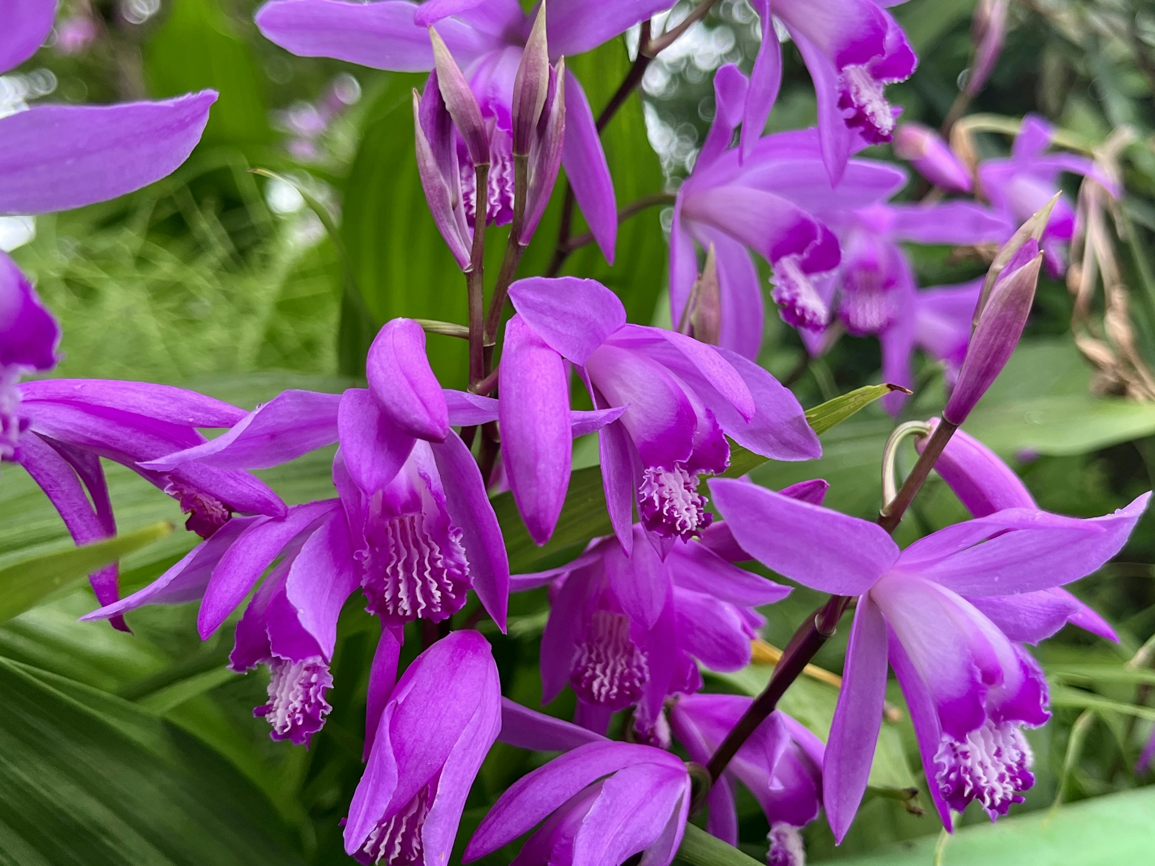 Orchidées violettes vibrantes en fleurs avec des feuilles vertes luxuriantes